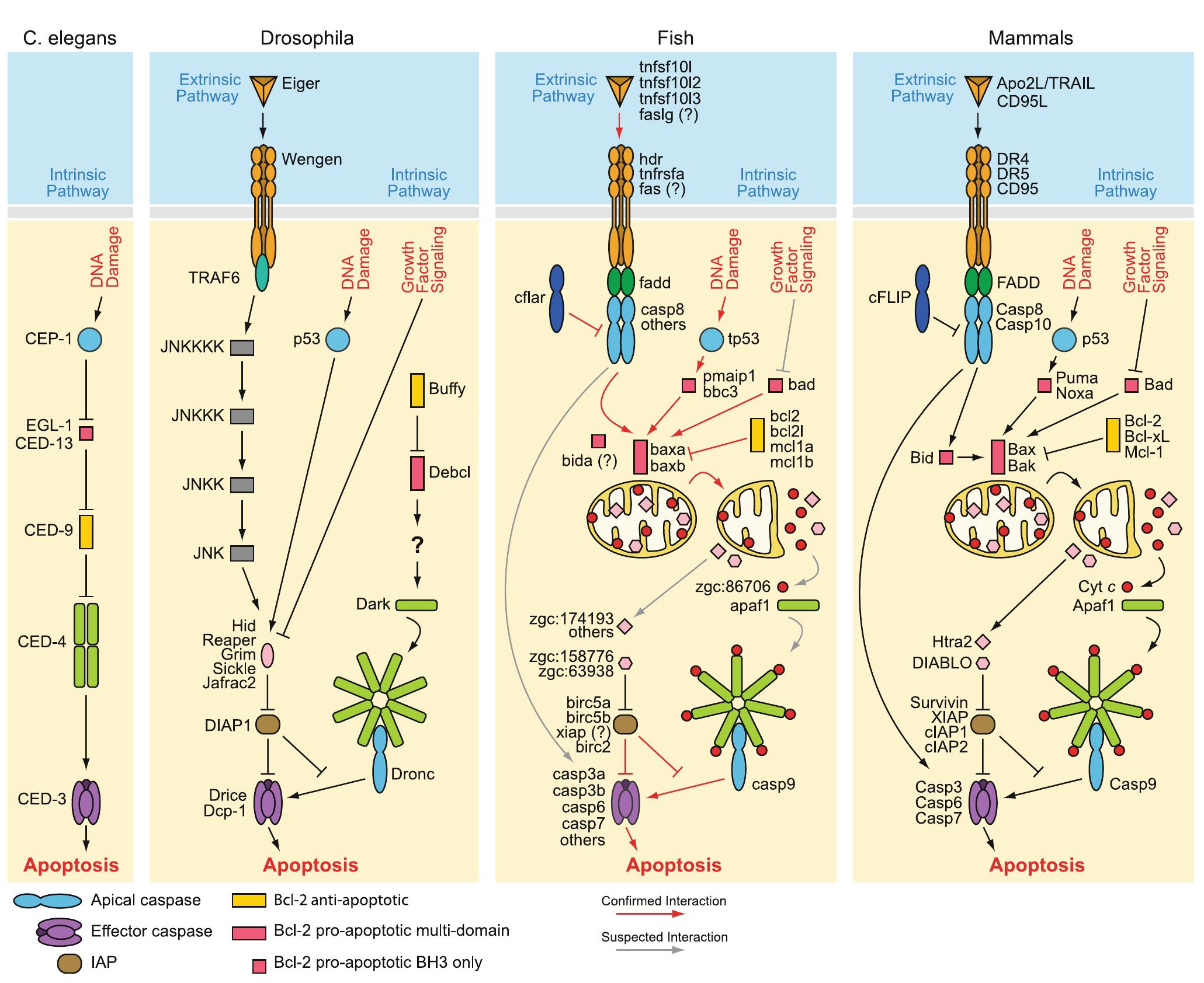 All been shown to trigger apoptosis through cell surface