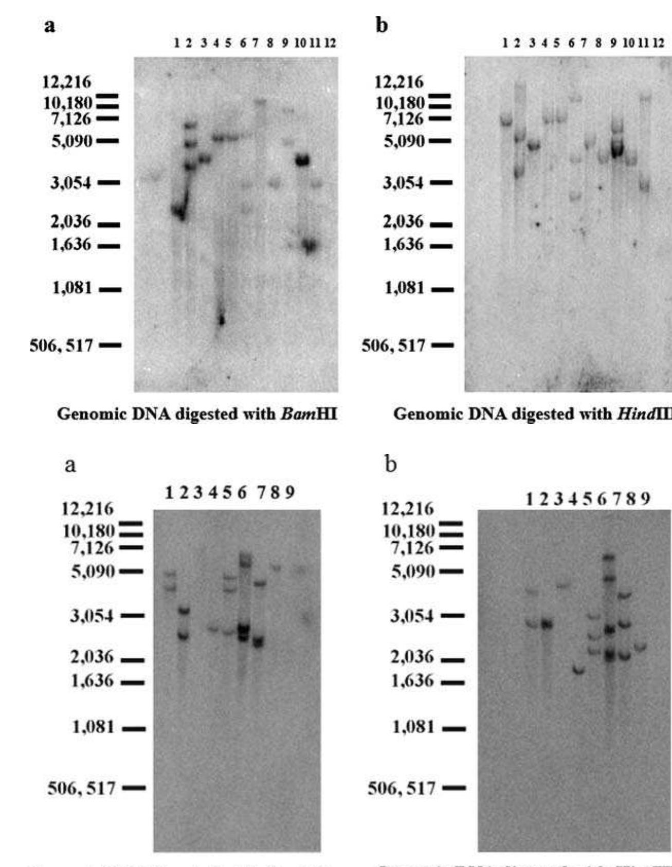 (PDF) A high throughput Agrobacterium tumefaciens -mediated ...