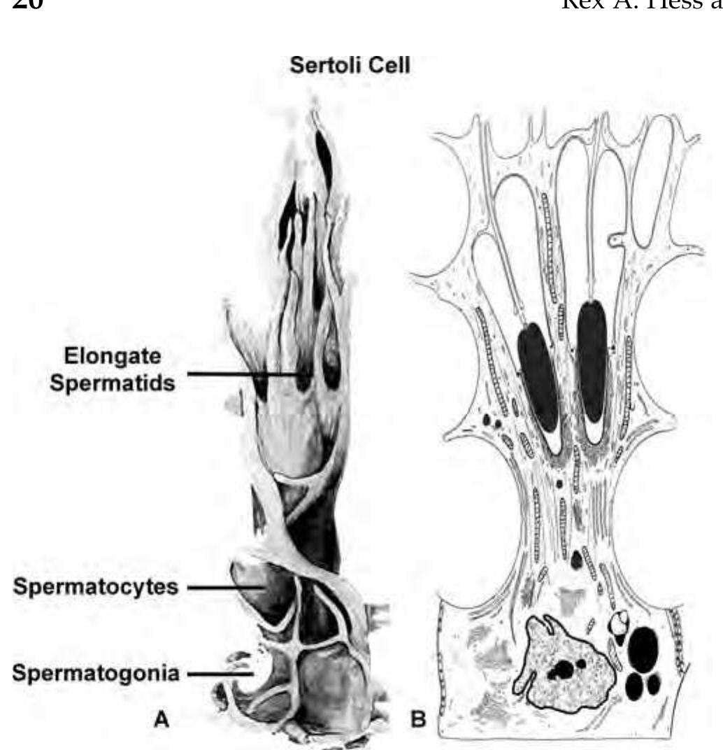 Rat Inclusion Figure 1 - from Structure of the Sertoli cell