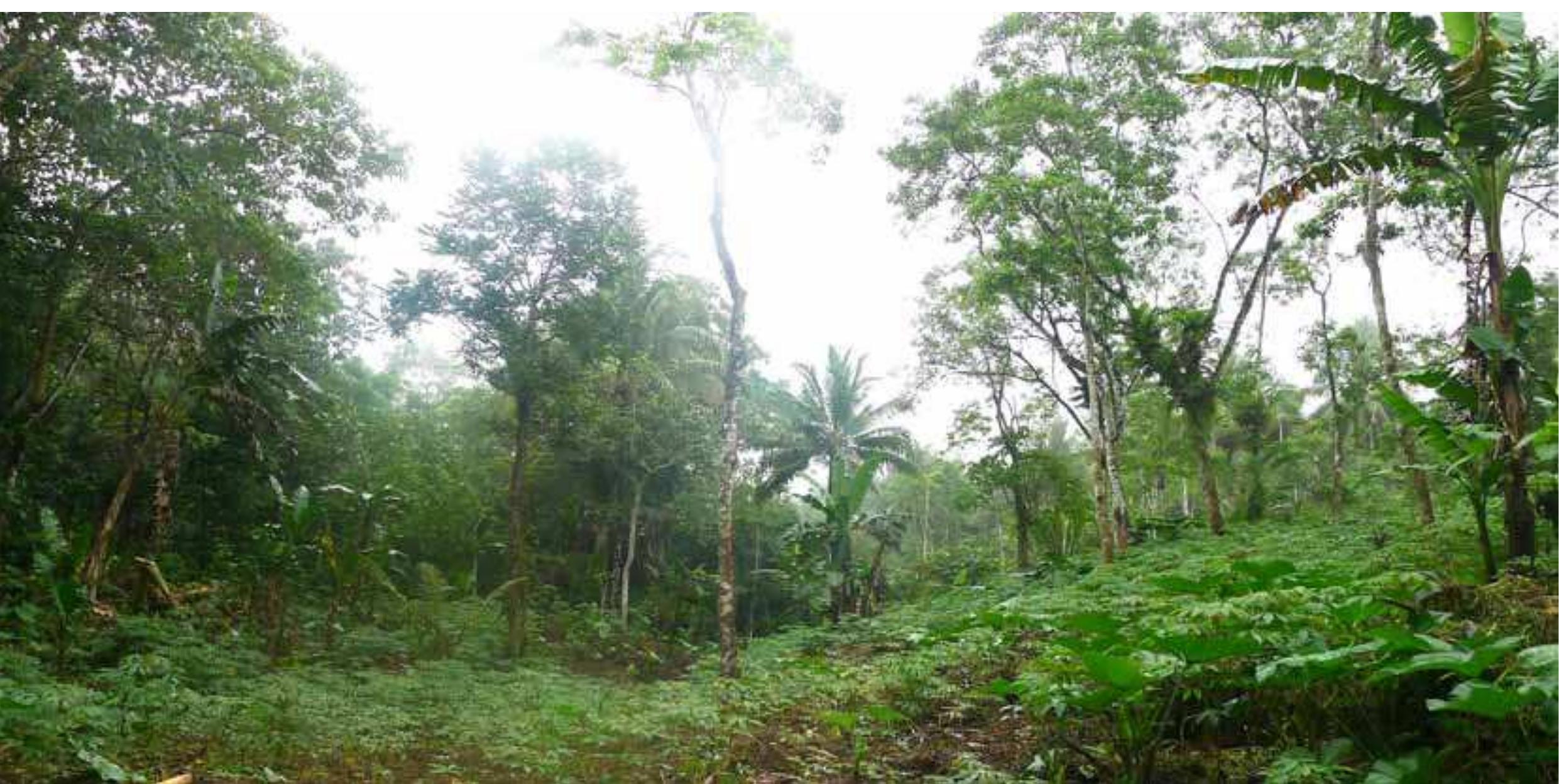 Tree Rows Philippines (PDF) Upland Agriculture in the Philippines Potential and Challenges