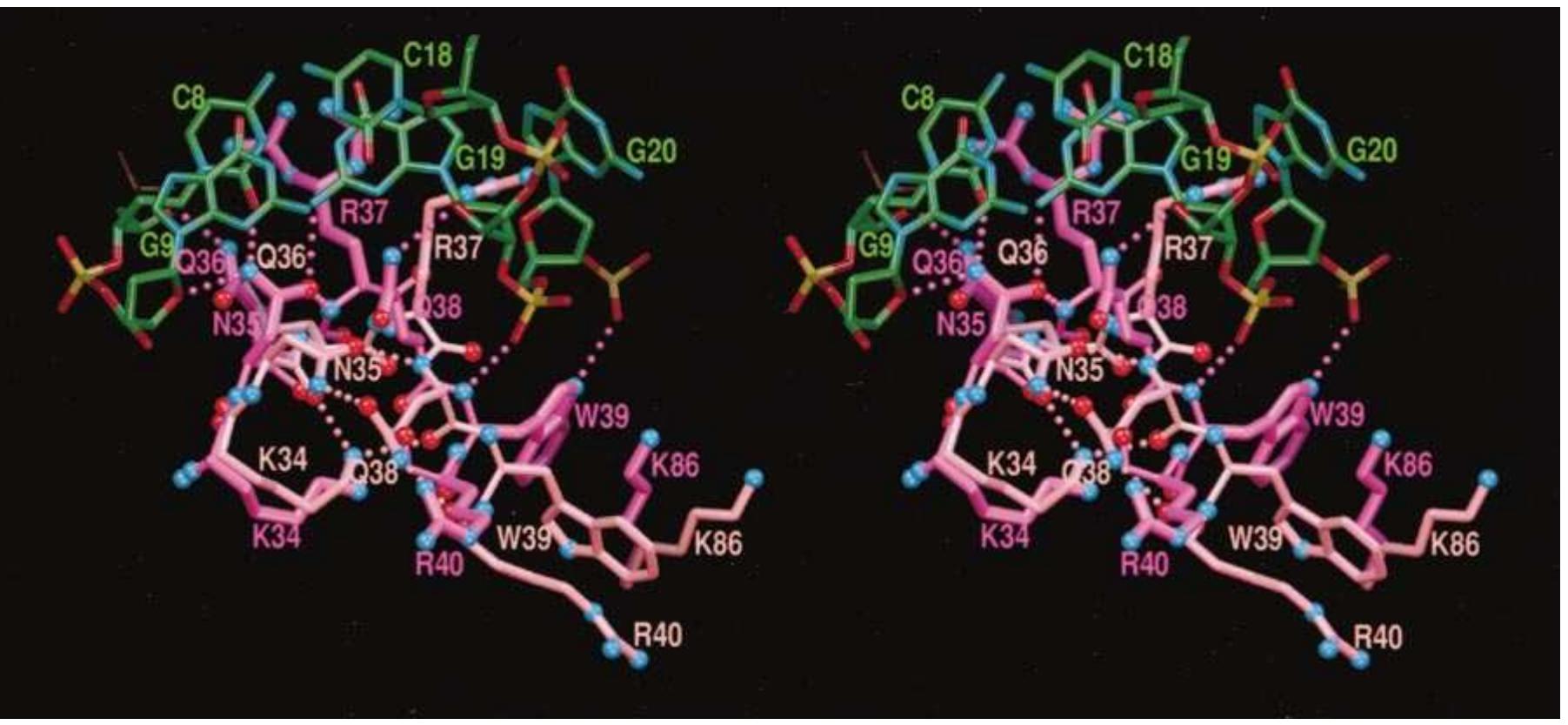 (PDF) Structure of the DNA Repair Enzyme Endonuclease IV and Its DNA ...