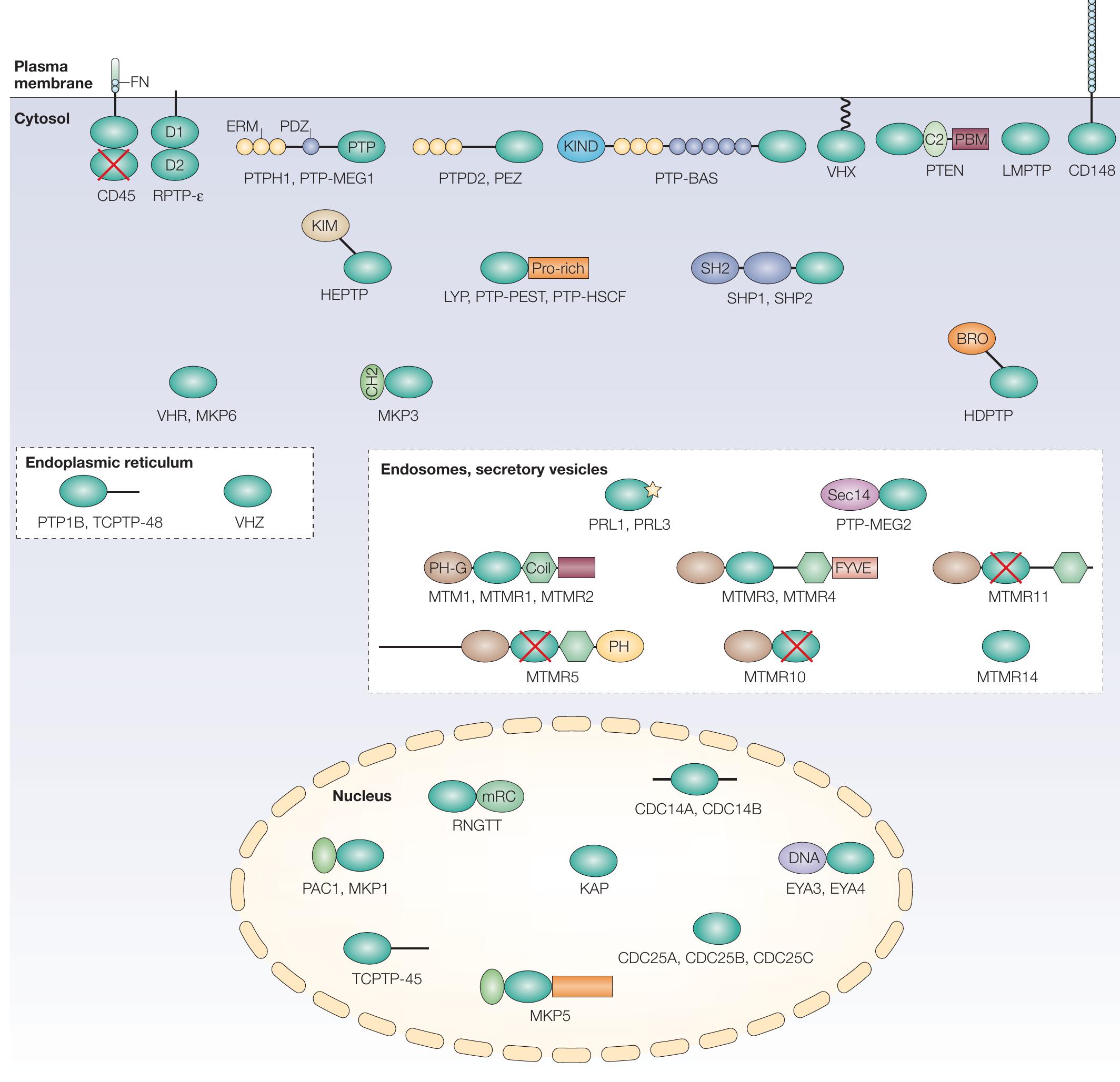(PDF) Protein tyrosine phosphatases and the immune response