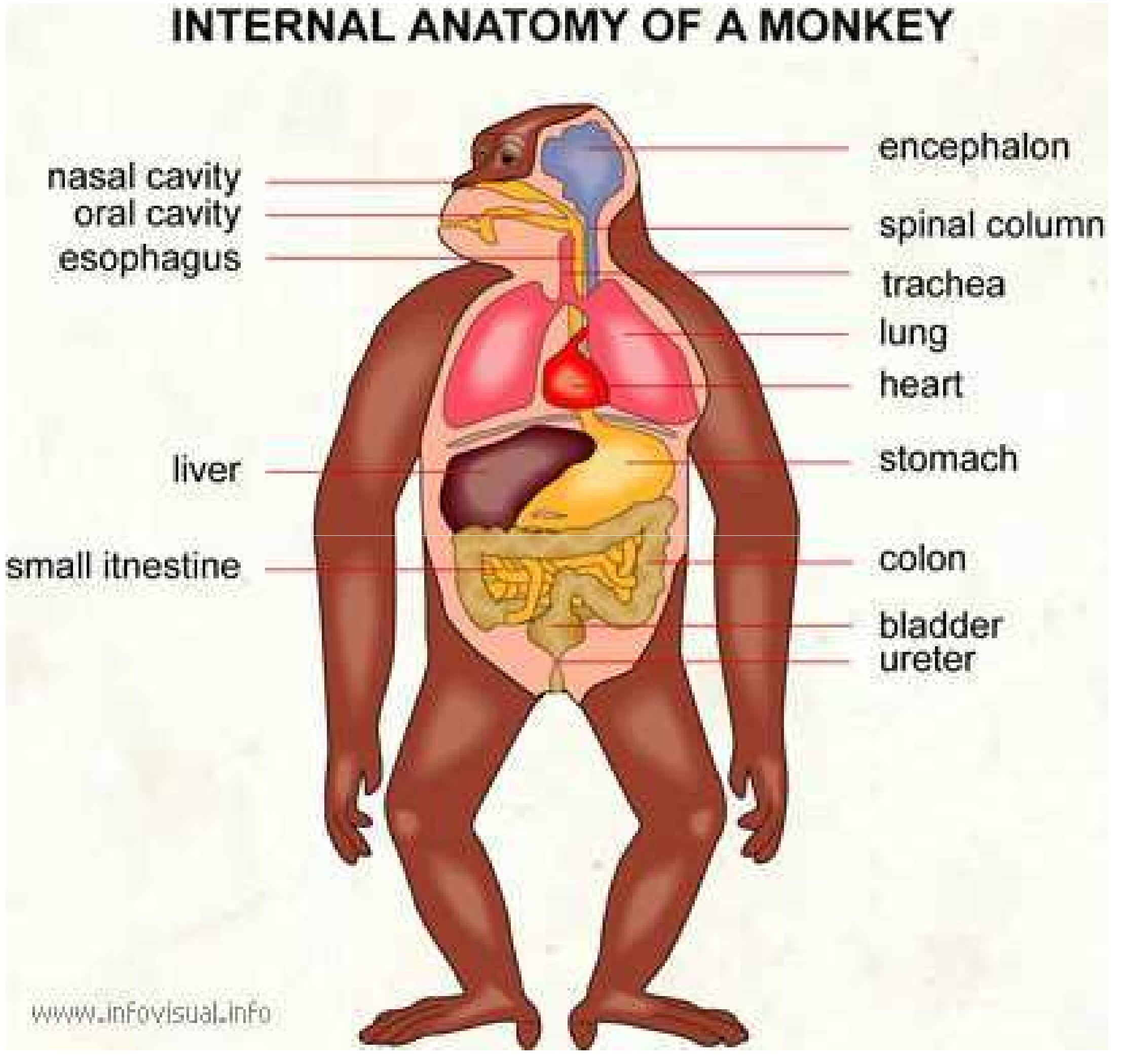 Stomach Rhinopithecus (PDF) DIGESTIVE SYSTEM IN PRIMATES