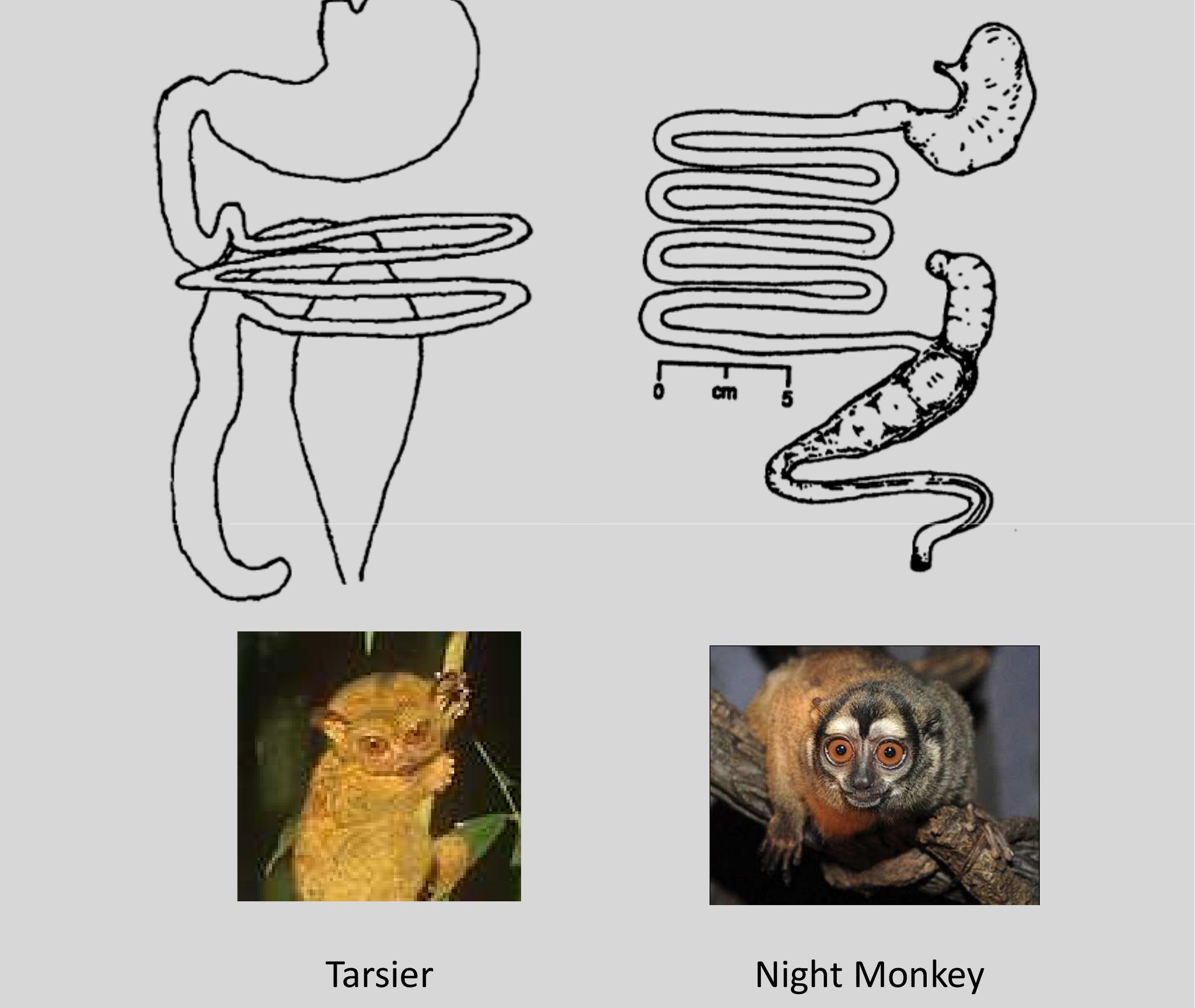 Stomach Rhinopithecus (PDF) DIGESTIVE SYSTEM IN PRIMATES