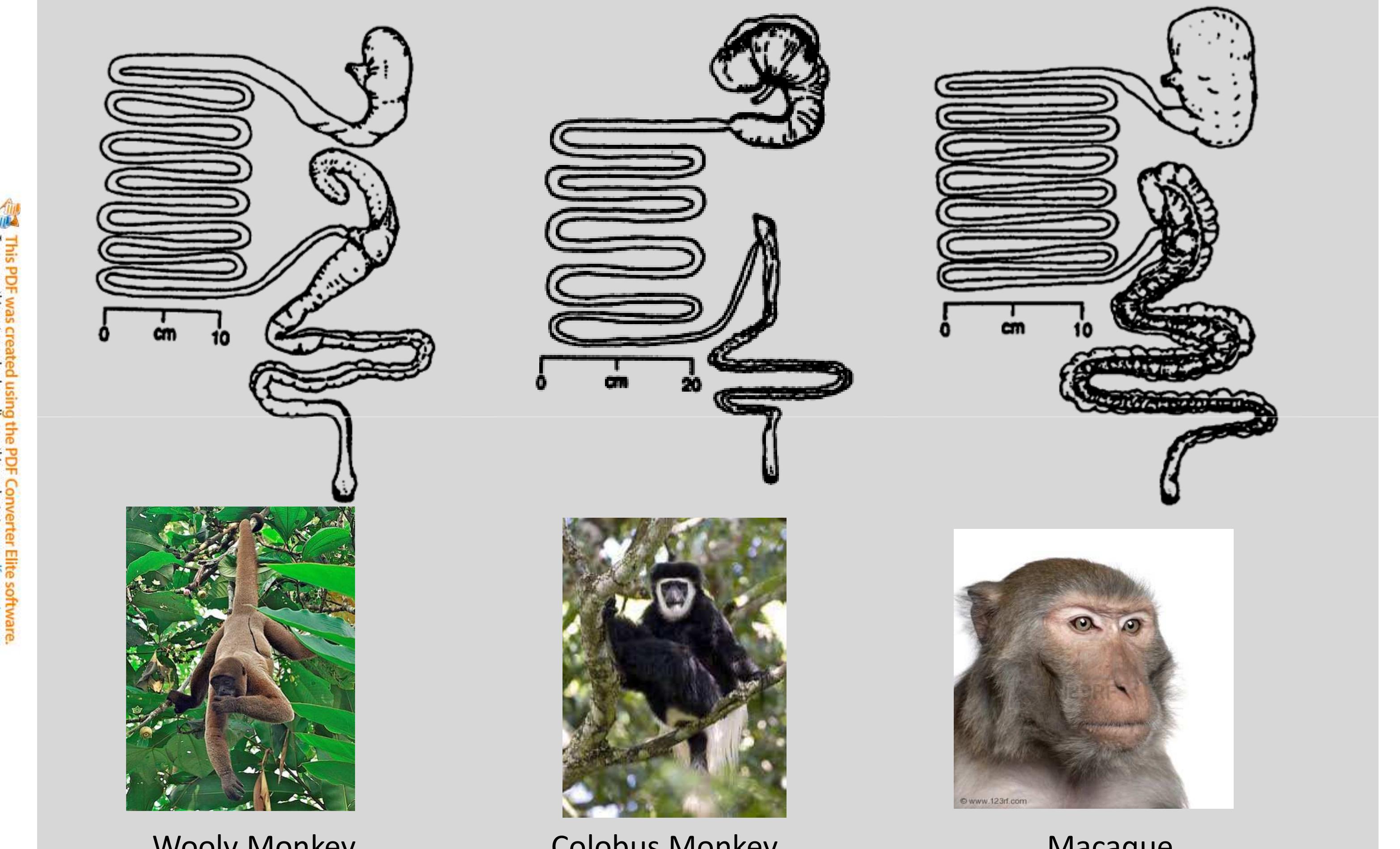 Stomach Rhinopithecus (PDF) DIGESTIVE SYSTEM IN PRIMATES
