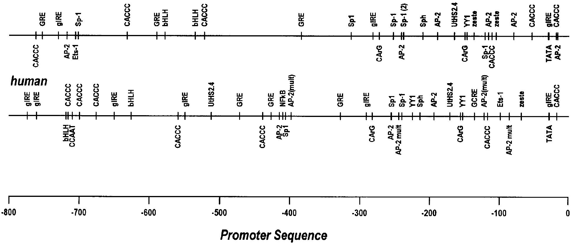 Sm22 (PDF) Expression and Cytogenetic Localization of the Human SM22 Gene (TAGLN