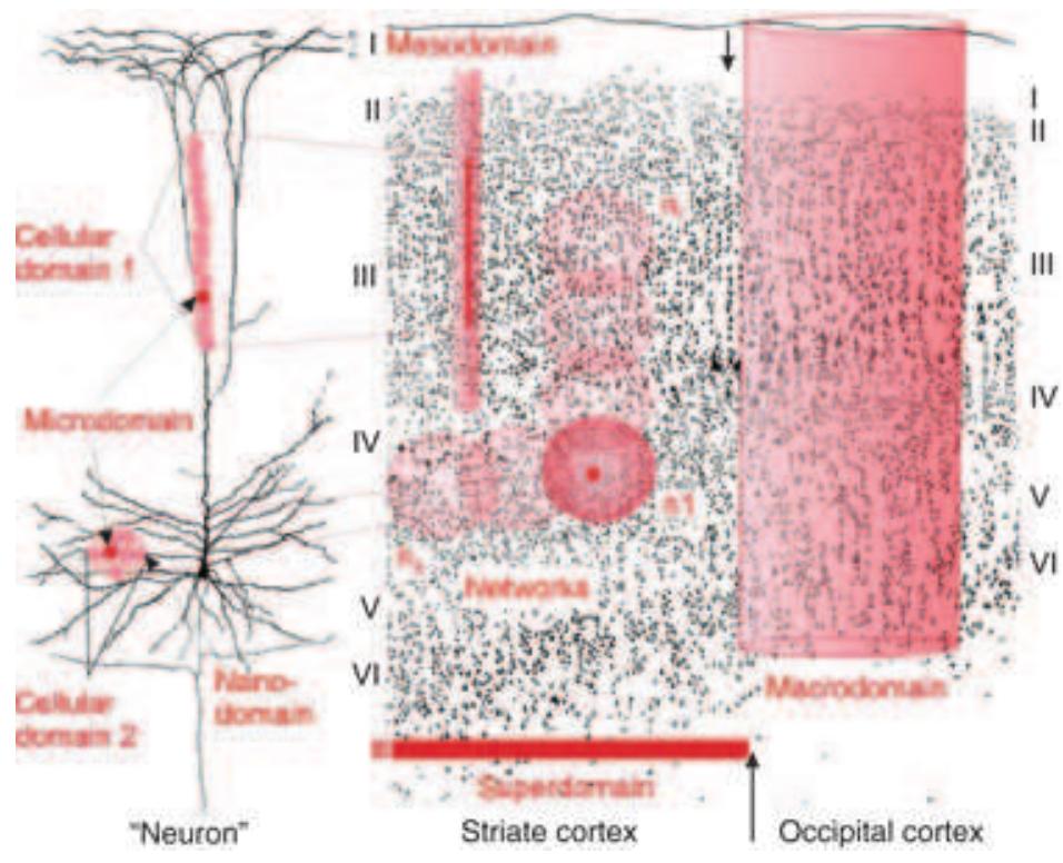 Schematic representation of the various types of co-existing