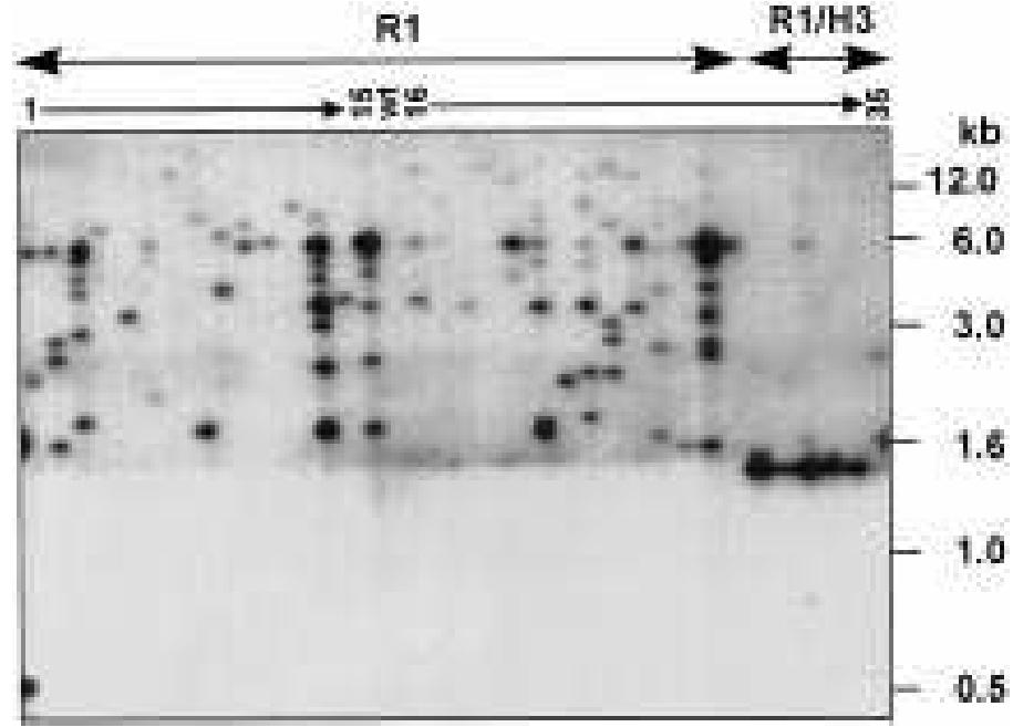 (PDF) A mini binary vector series for plant transformation