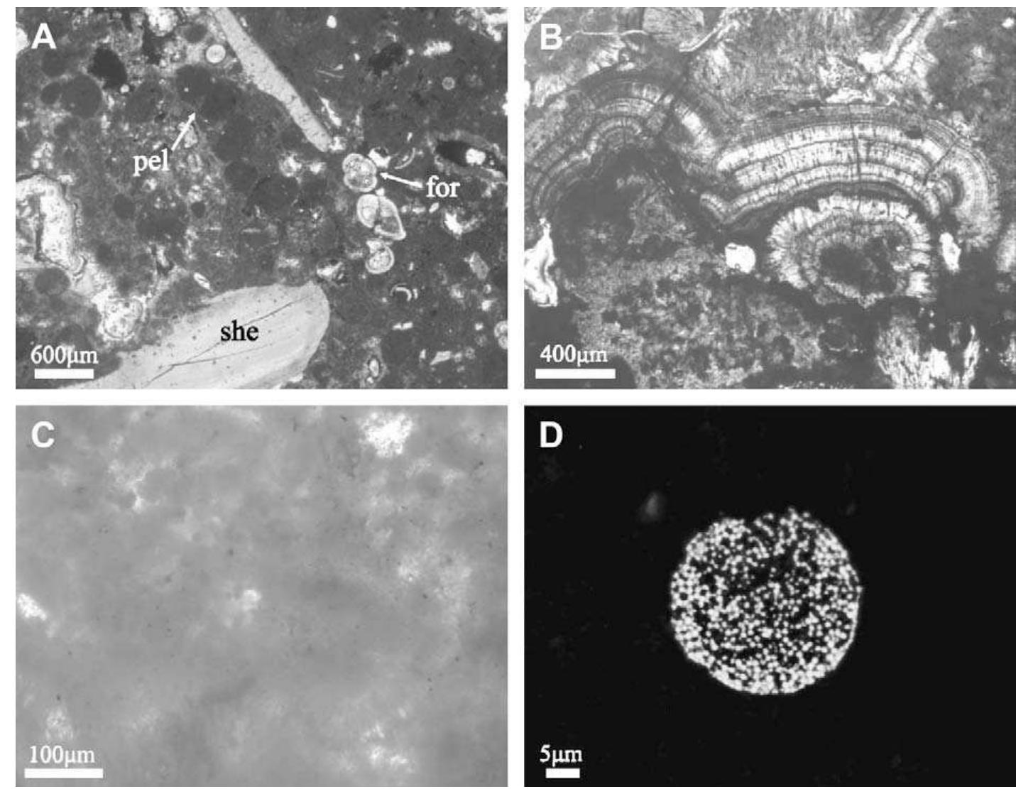 The microscopic images of seep carbonate from bush hill. (a)