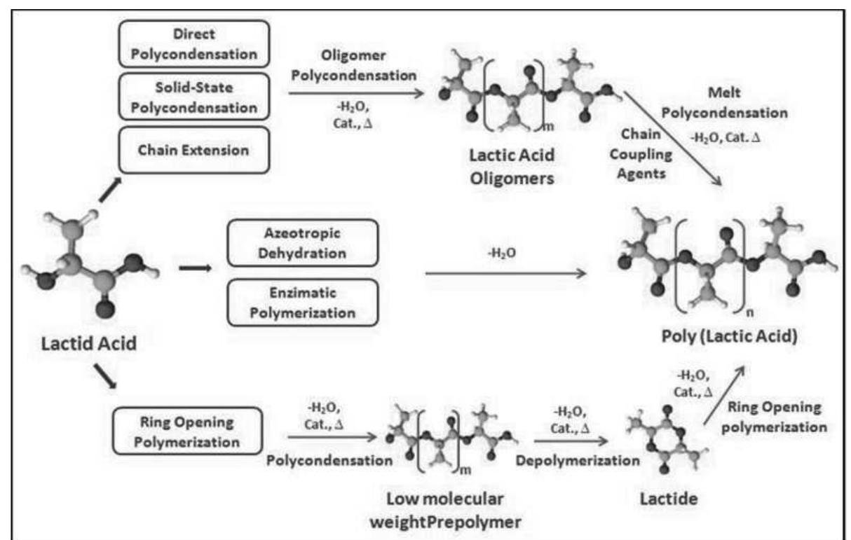 (PDF) Modeling and simulation of Poly-lactic acid synthesis in batch ...