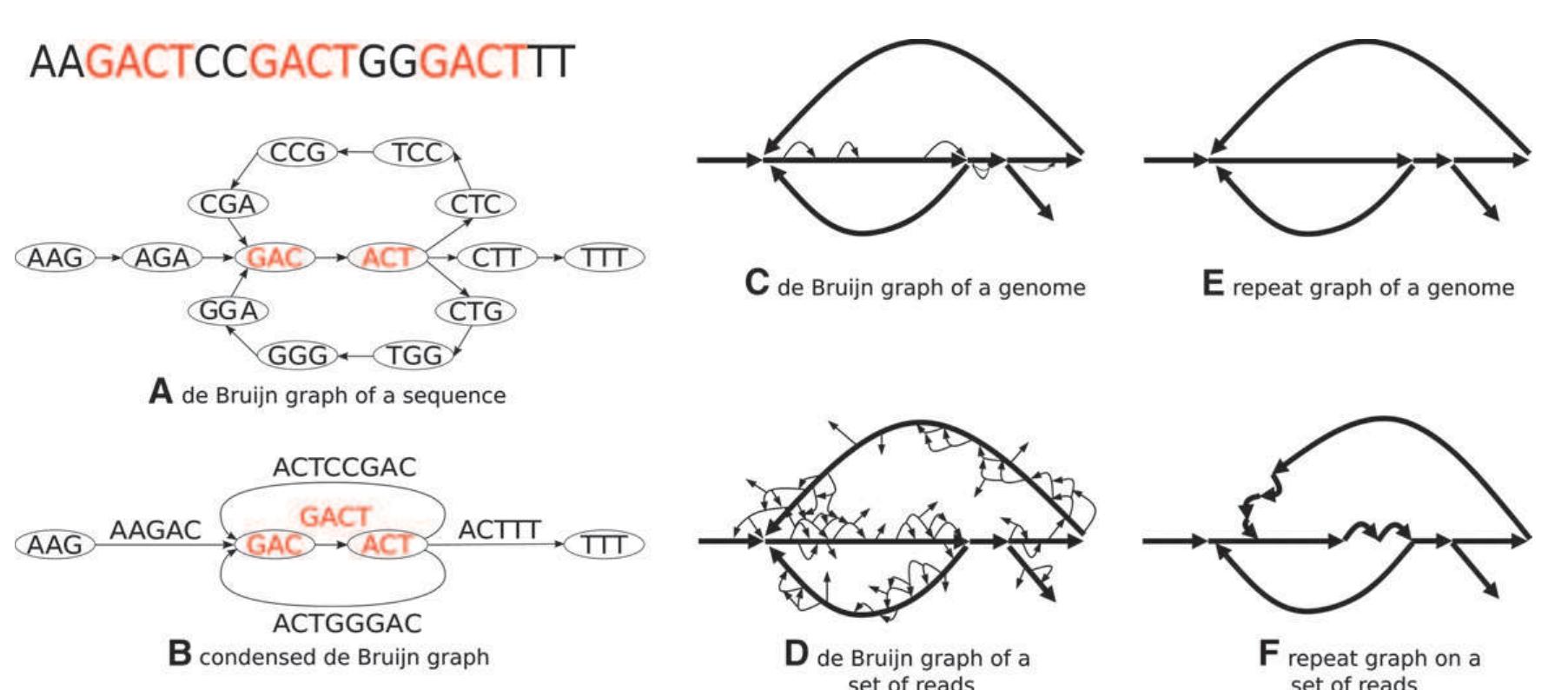 From de bruijn graphs to repeat graphs. the de bruijn graph