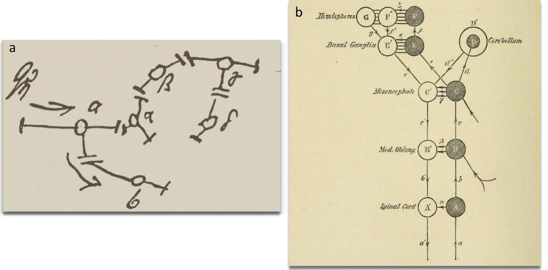 (PDF) Inhibition and impulsivity: Behavioral and neural basis of ...