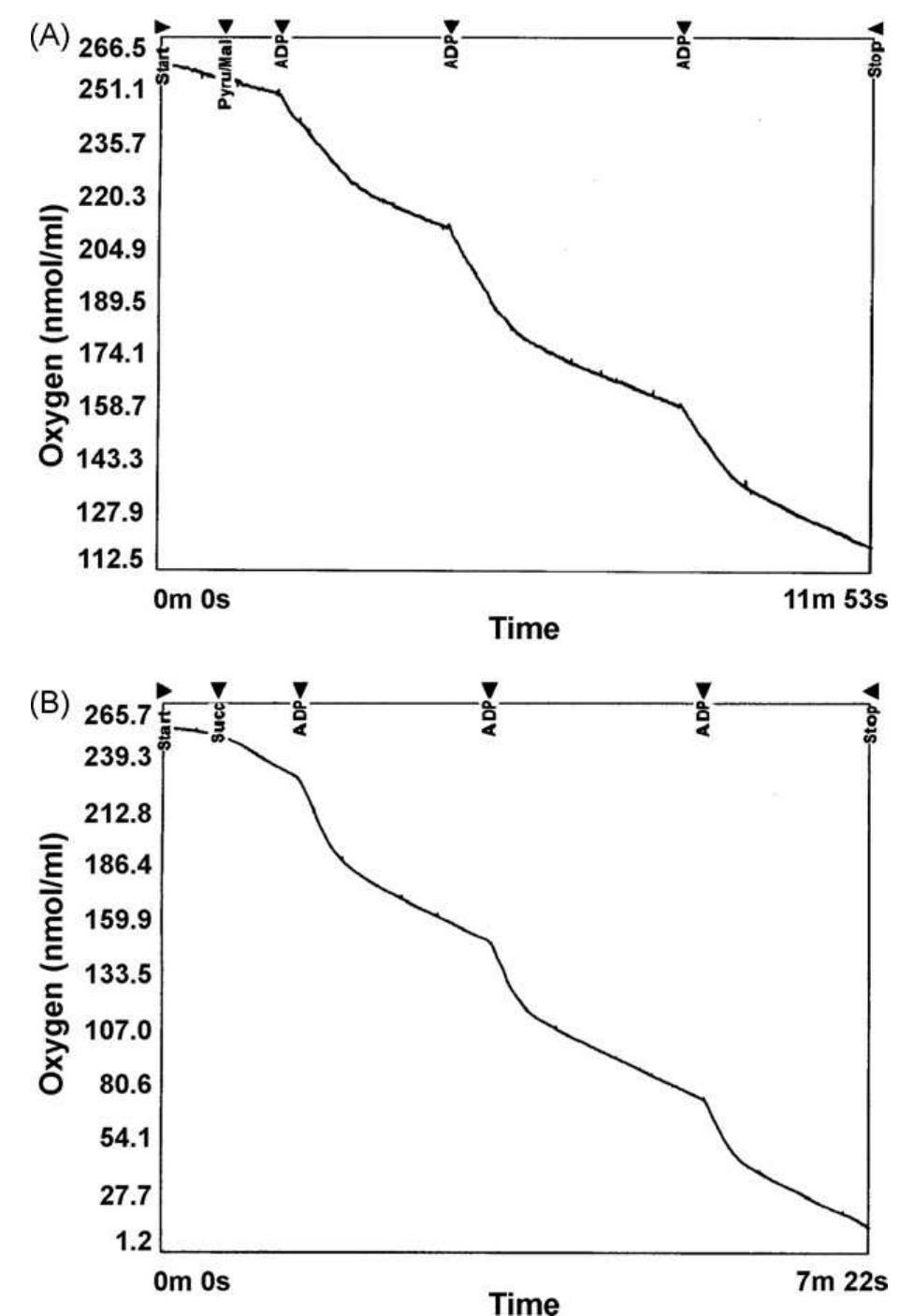Oxygraph Graph Photomicrographs of transverse sections of liver in (i)