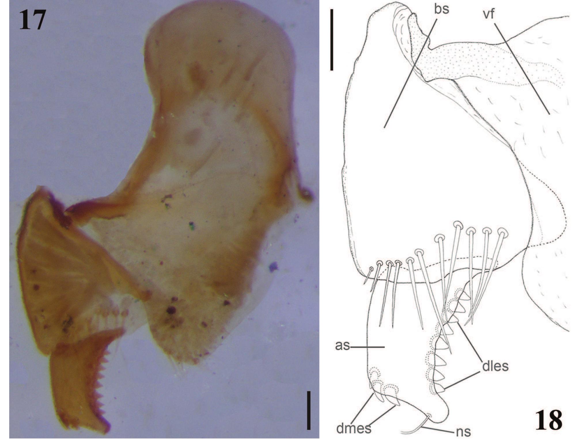 Enciform Map of southeast asia with localities (blue circle — rangun,