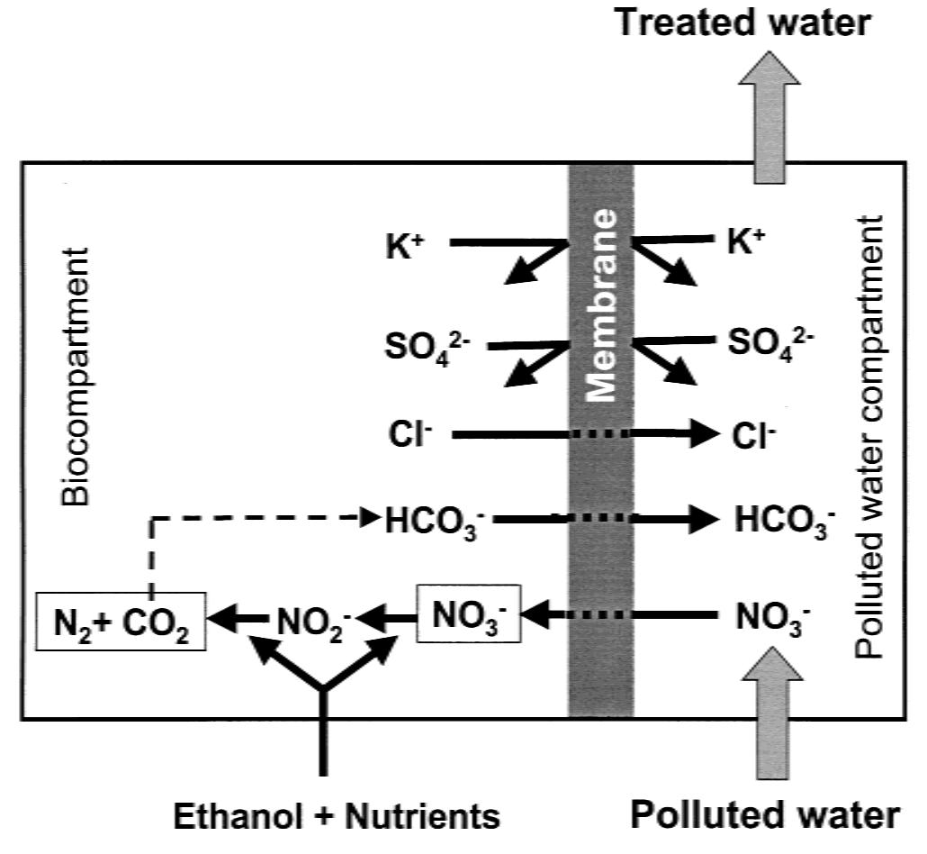 Schematic diagram of ion transport mechanism in the ion: