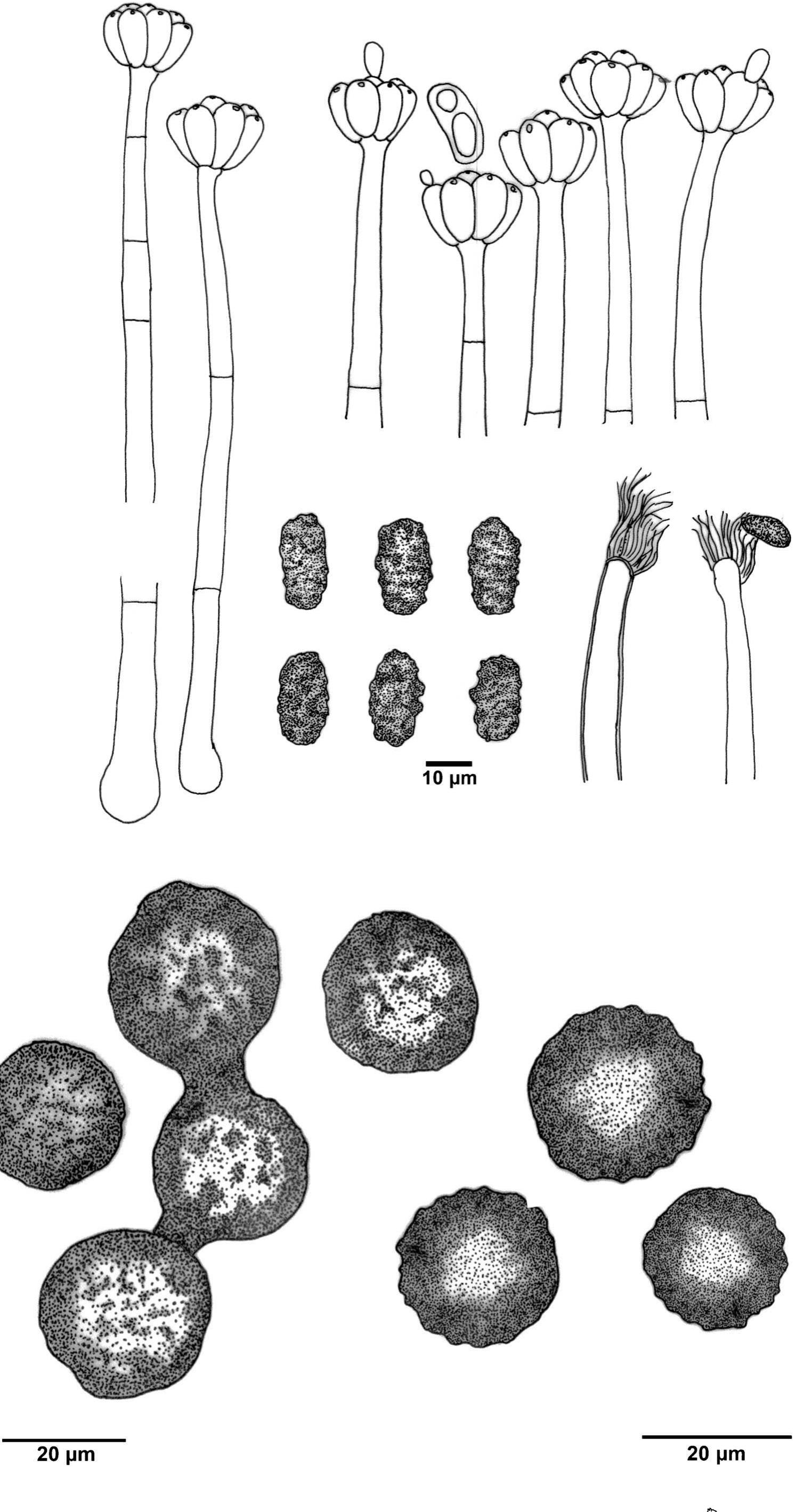Stachybotrys Musae Figure 28 - from Overview of Stachybotrys (Memnoniella) and
