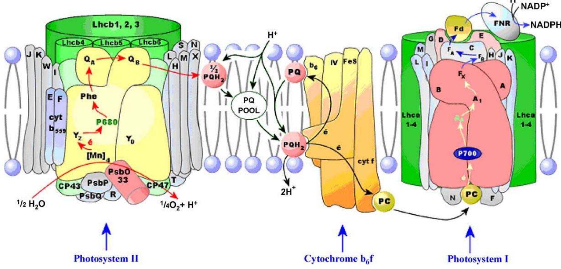 Schematic representation of the thylakoid membrane complexes