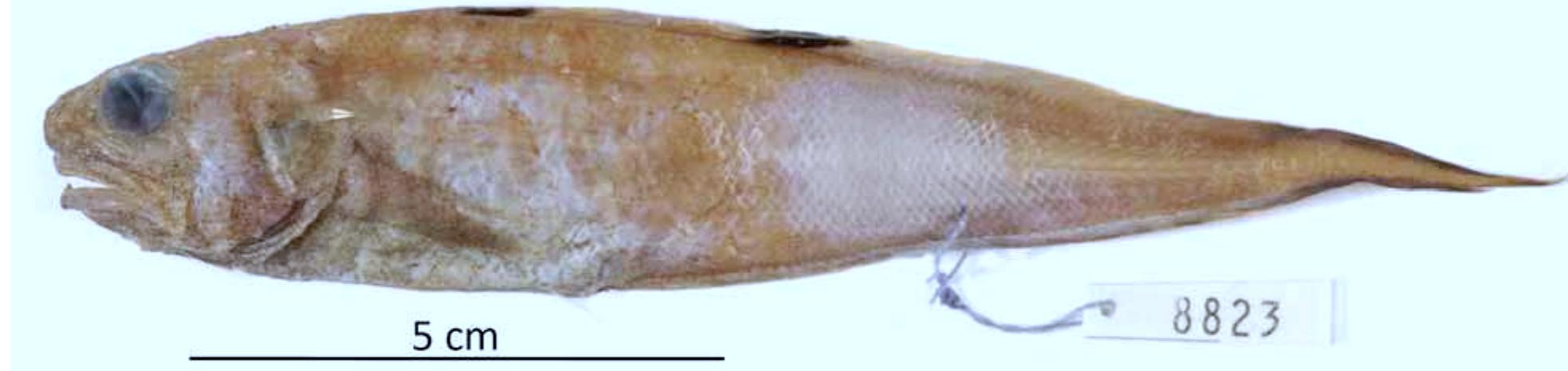 Fish Maxella Figure 12 - from AMSTERDAM vernacular ARCHITECTURE