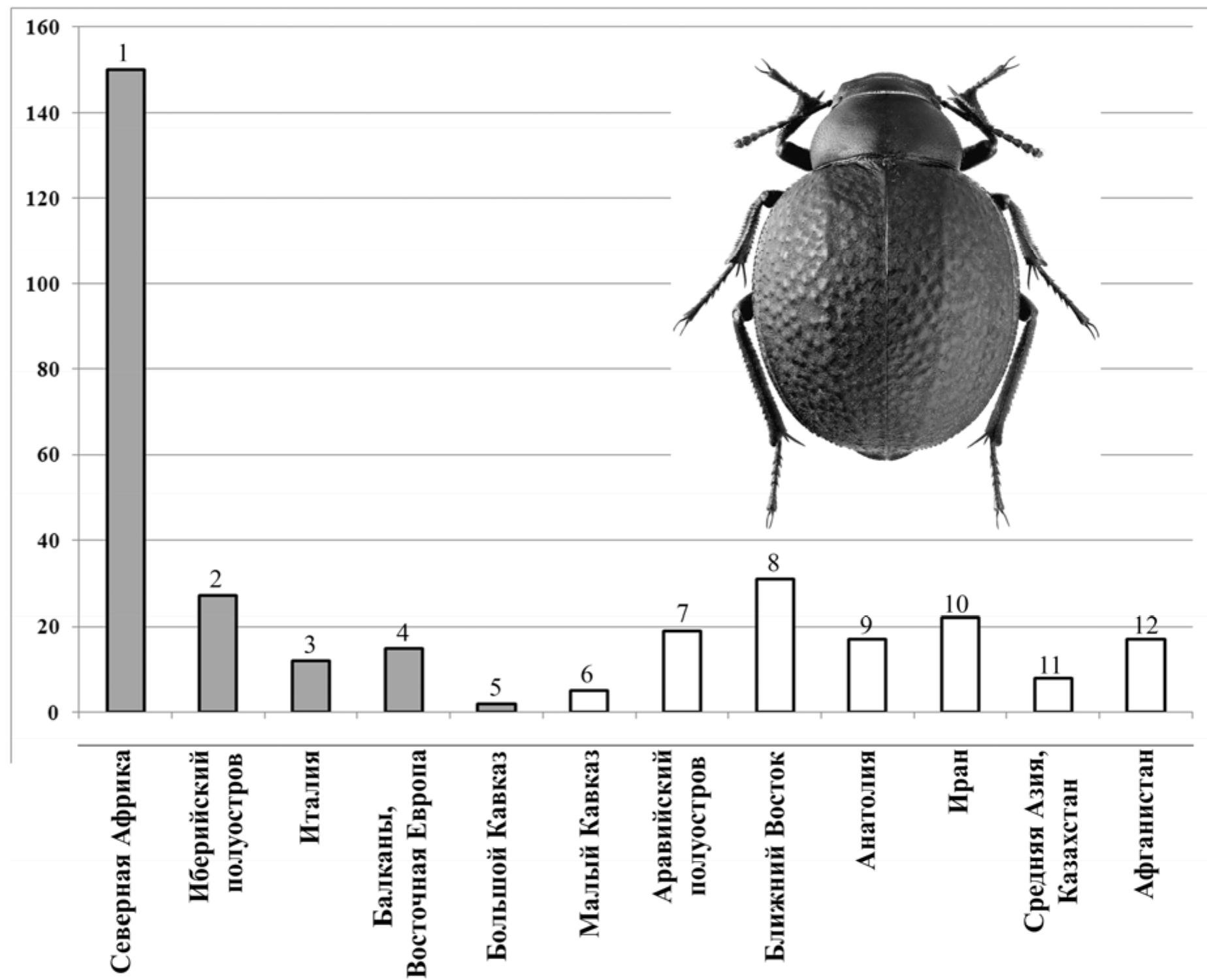 (PDF) GEOGRAPHICAL RELATIONS OF DARKLING BEETLES (COLEOPTERA ...