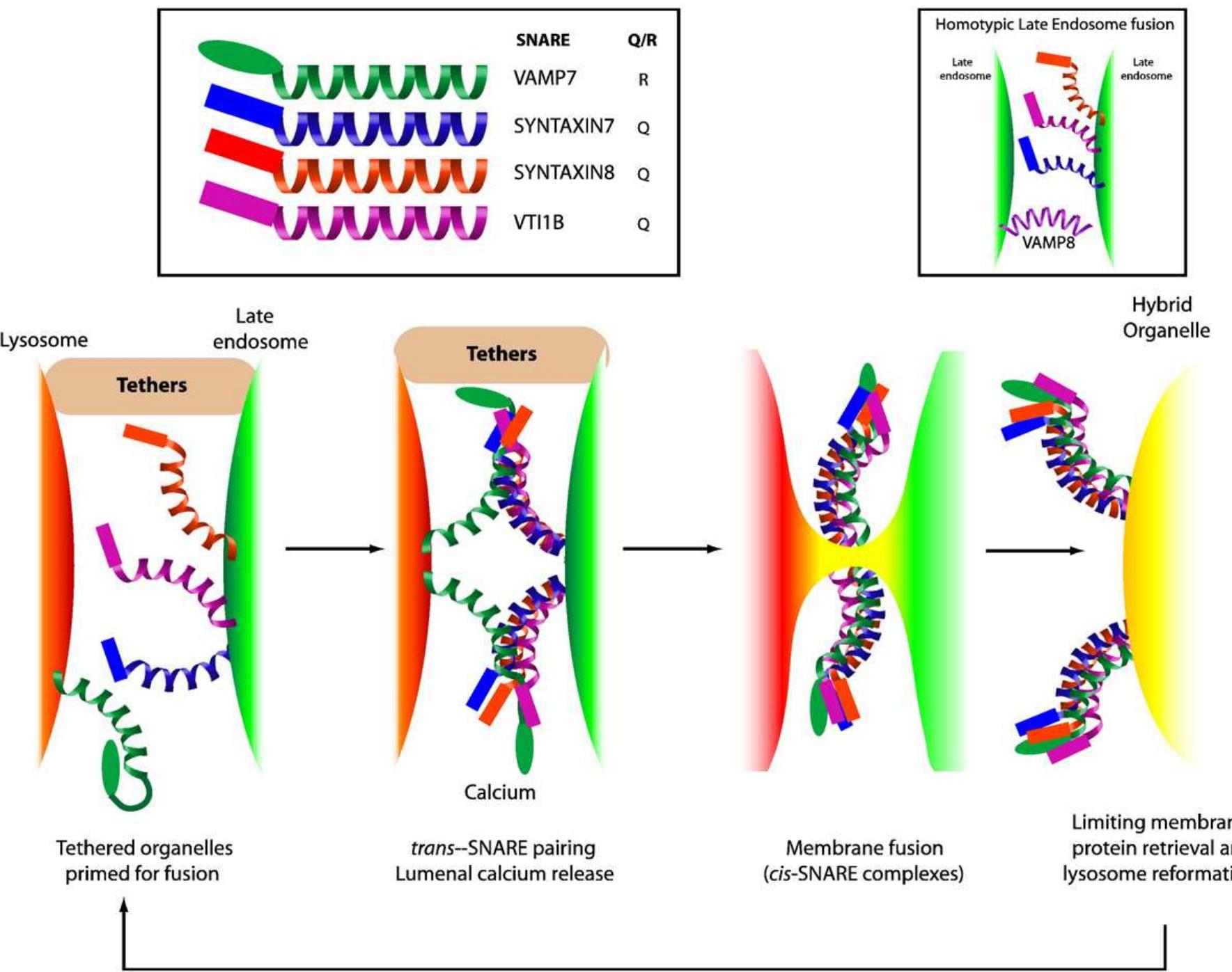 Snare Complex Model Figure 3 - from Delivery of endocytosed membrane proteins to