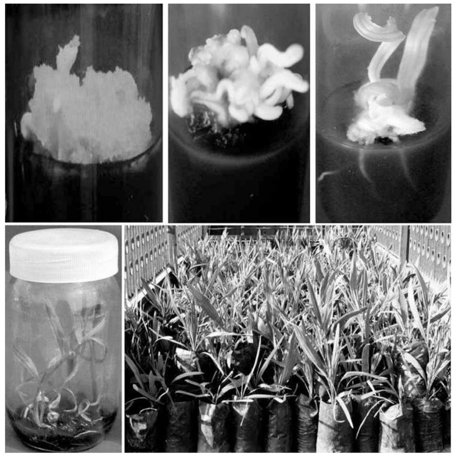 Micropropagation of date palm through somatic embryogenesis.