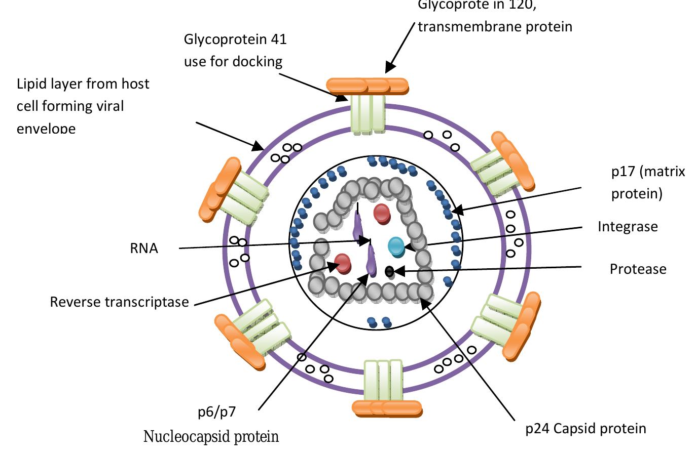 Schematic representation of the structure of human
