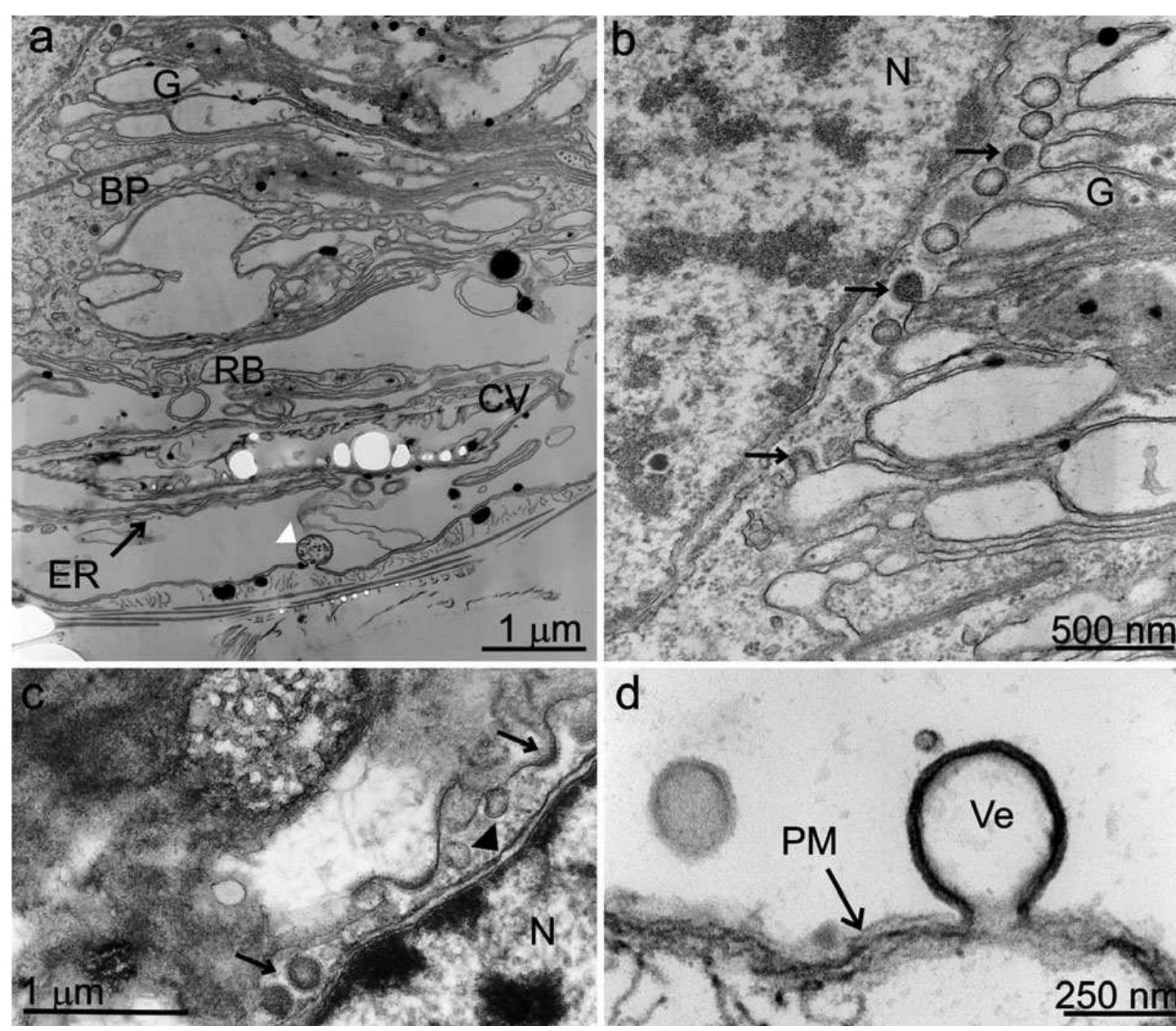 Fic Plate Fic. 5. golgi morphology and vesicle trafficking in