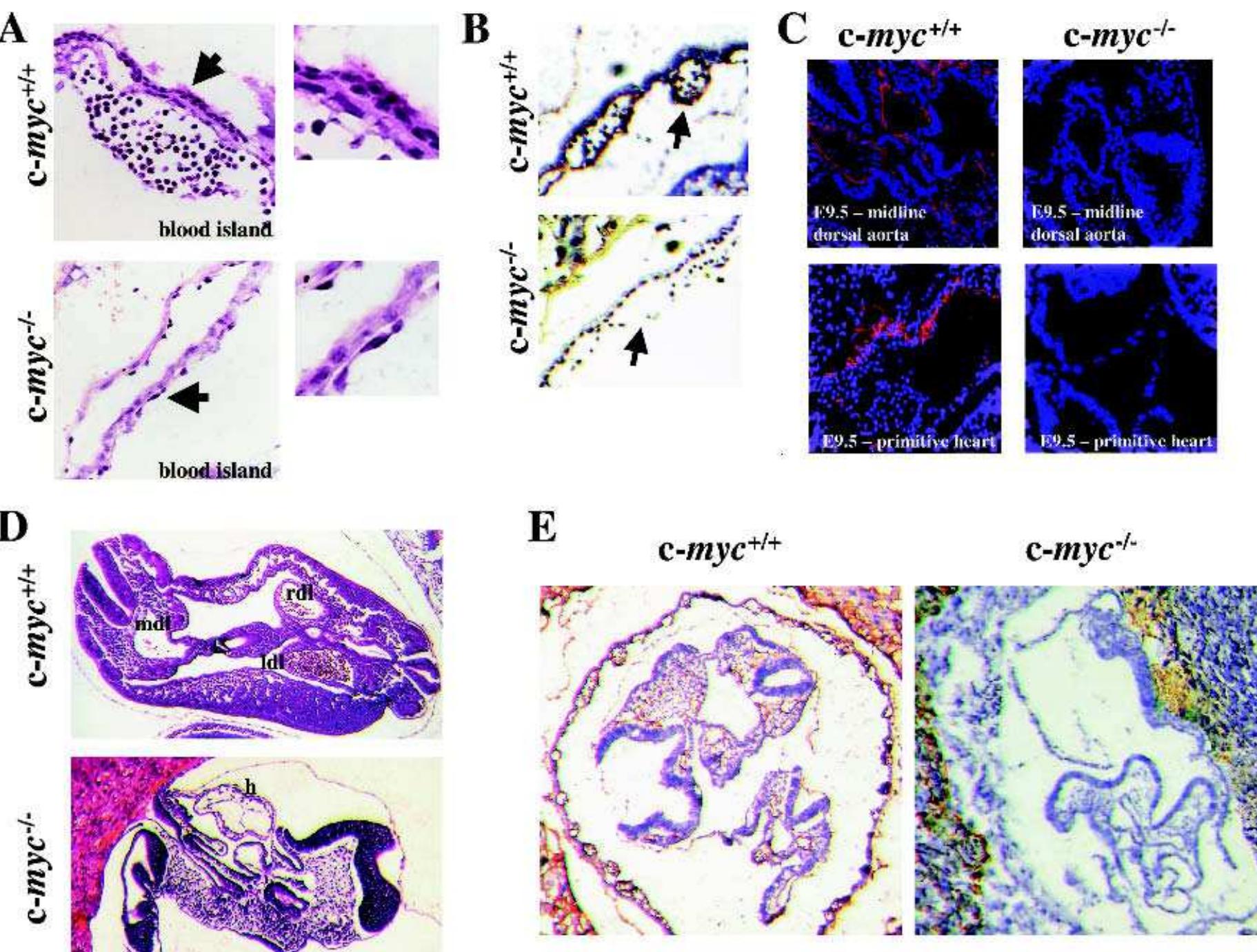 C-myc’/- embryos have marked defects in vasculogenesis and