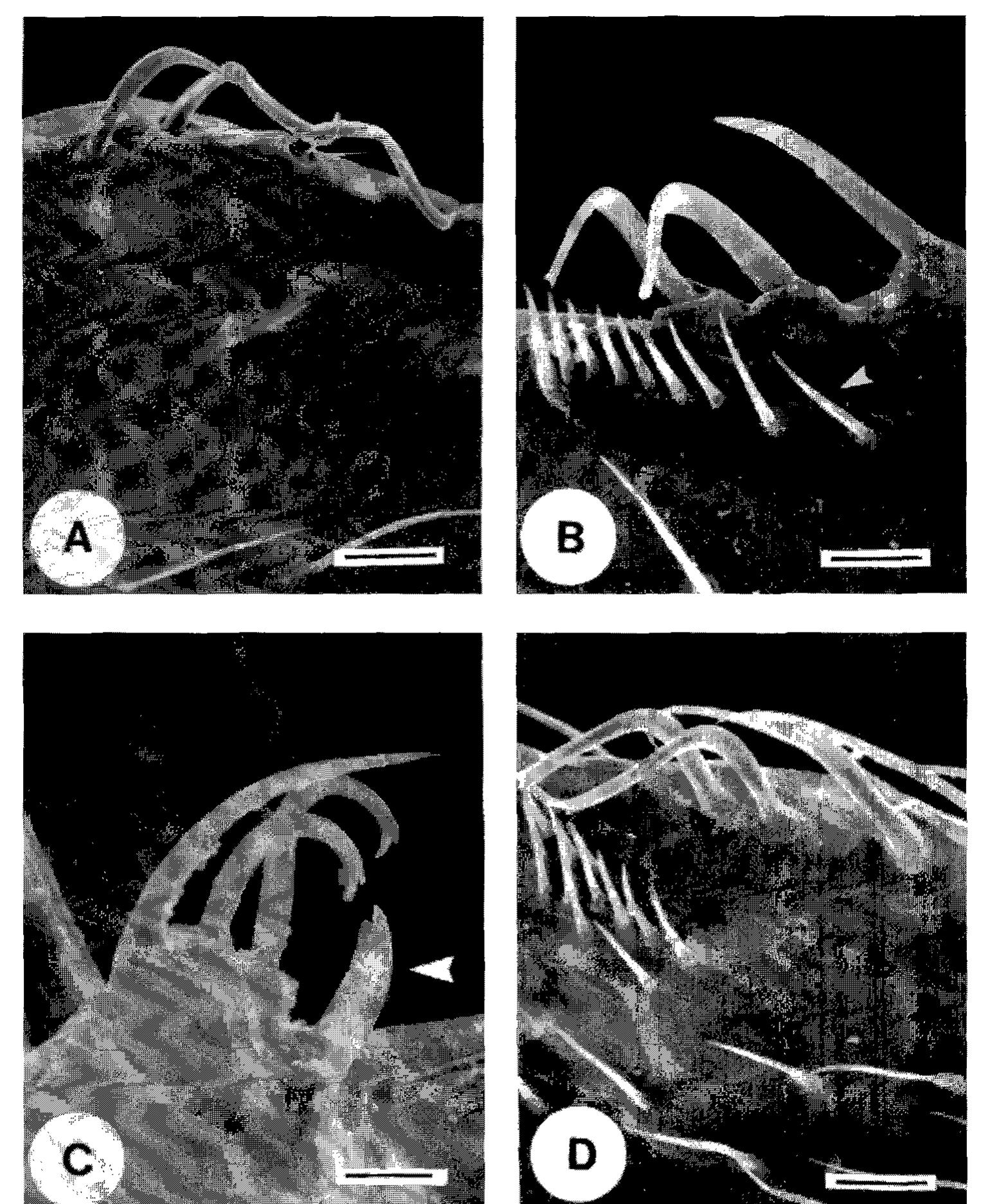 (PDF) Hamuli in the Hymenoptera (Insecta) and their phylogenetic ...