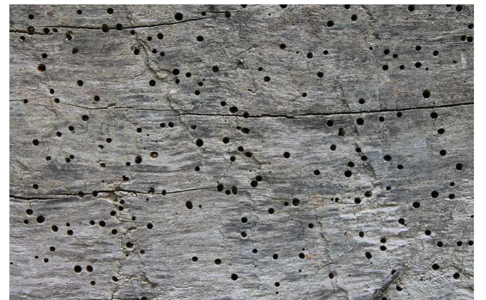 Fig. 1: Emerging holes in an old timber joist caused by Anobium punctatum. 