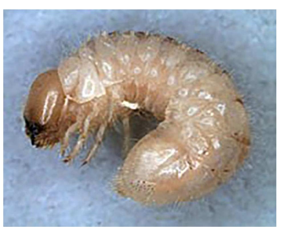 Fig. 2: Larva of Anobium punctatum (picture by M. O’Donnell and A. Cline, CDFA and USDA/APHIS/  PPQ Center for Plant Health Science and Technology - public domain). 