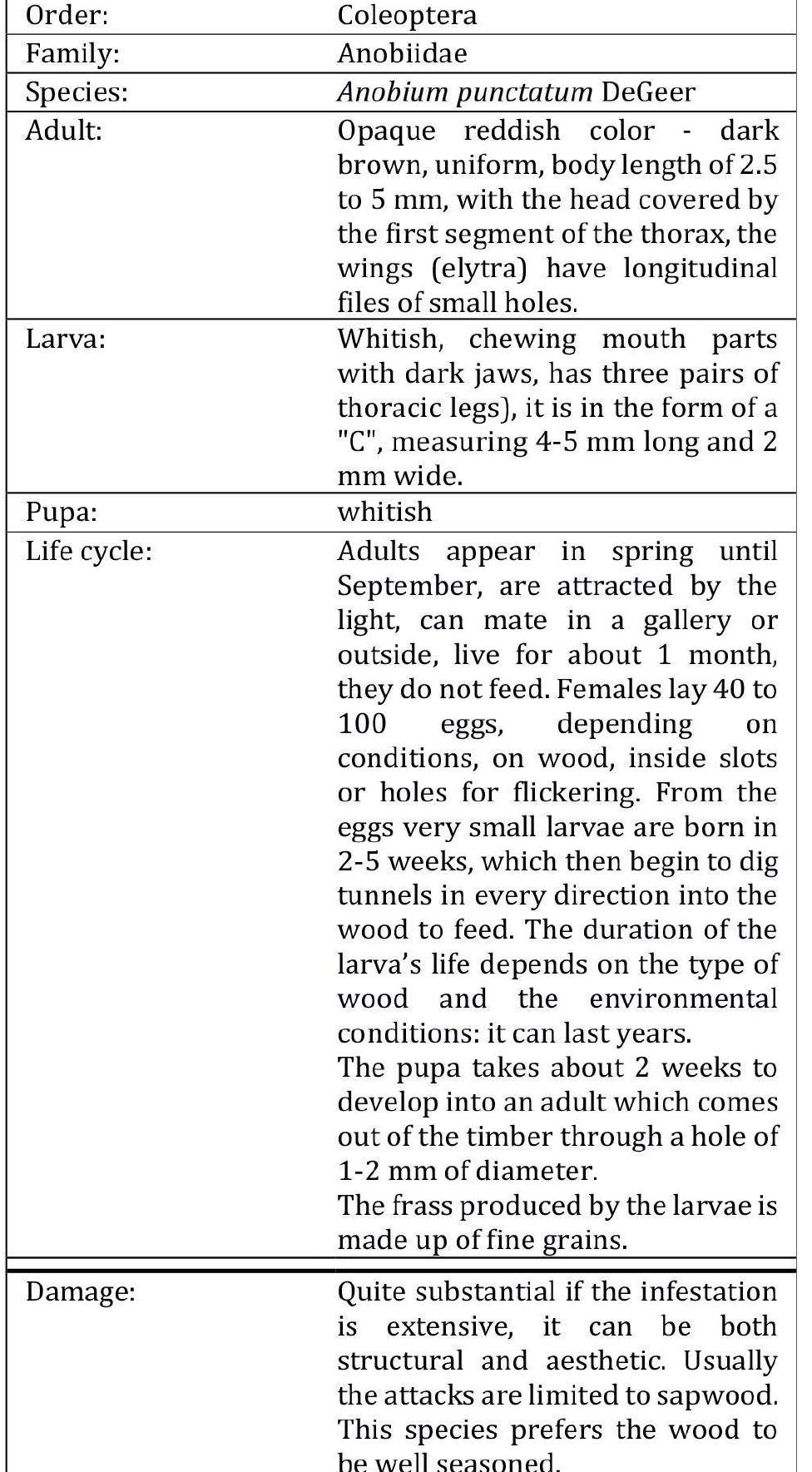 BIOTIC DECAY - sheet of xilofagous insects   Tab. 6: Example of sheet of xilofagous insects: Anobium punctatum. 