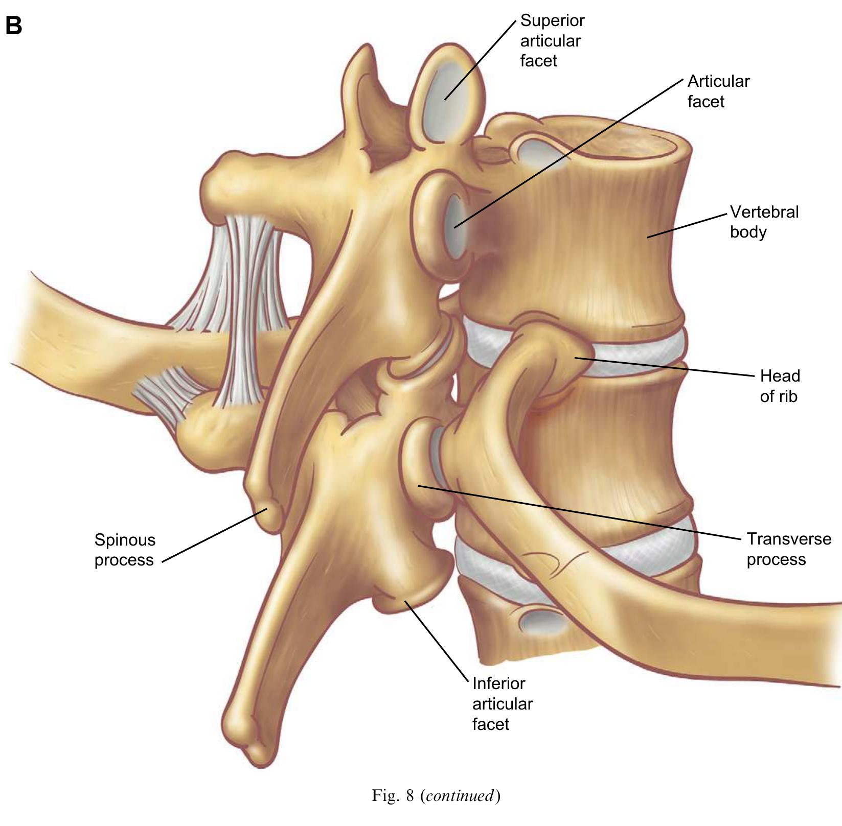 (PDF) The Anatomy of the Ribs and the Sternum and Their Relationship to ...