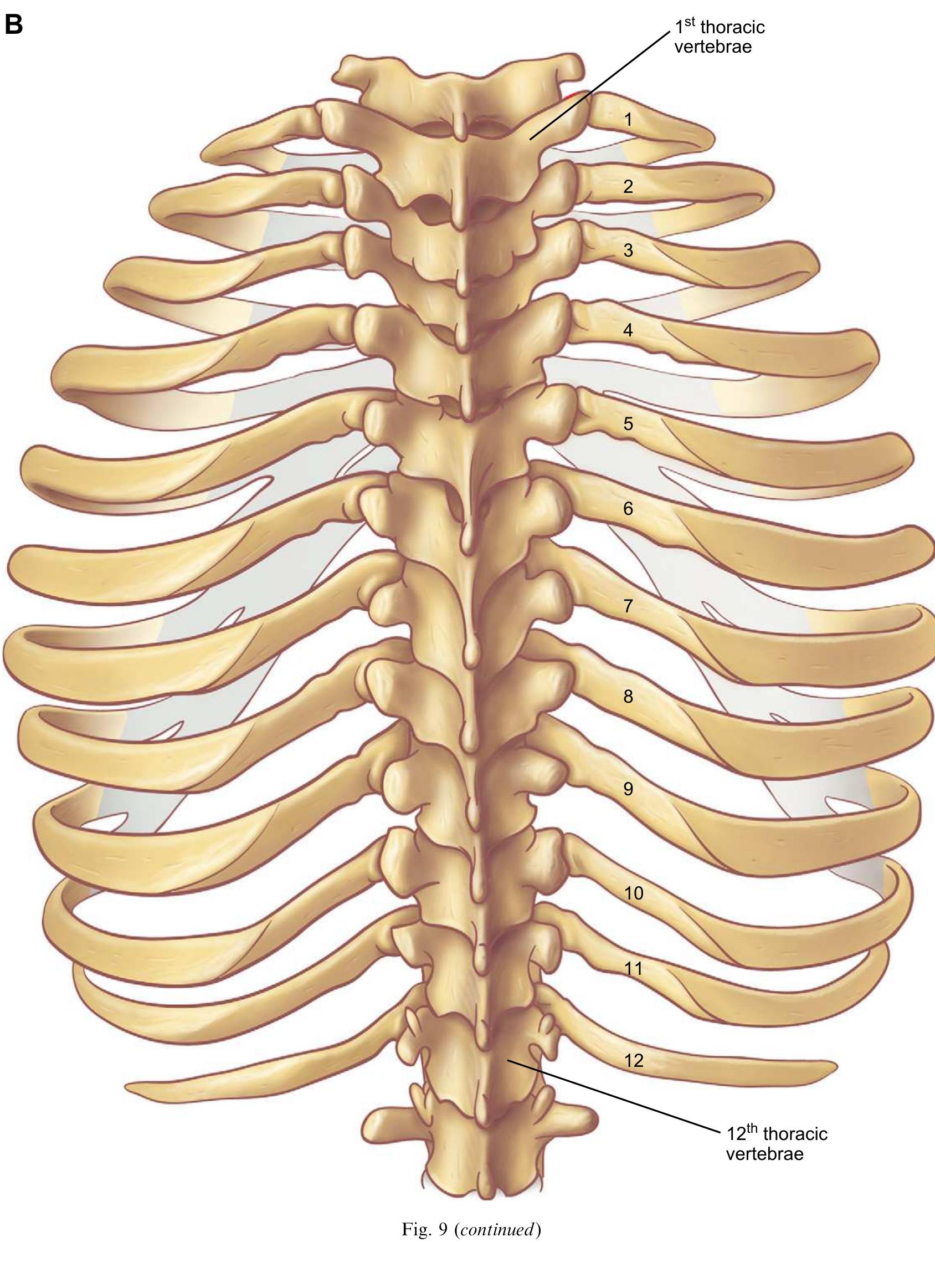 Figure 13 - The Anatomy of the Ribs and the Sternum and