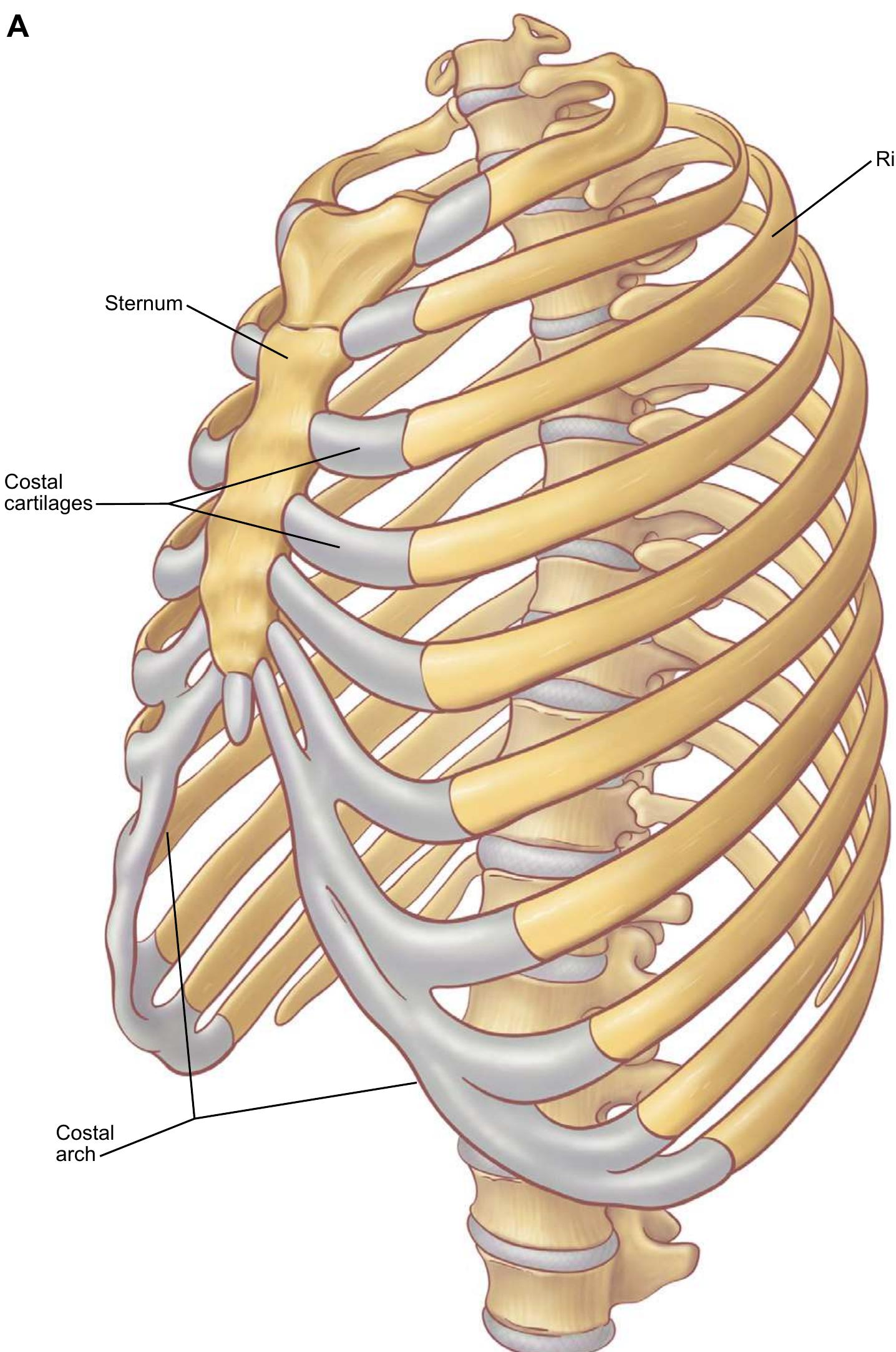 Annular Ribs (a) the left anterior oblique view of the anterior joints in