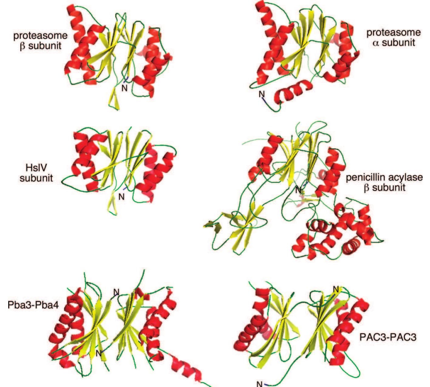 (PDF) Catalytic Mechanism and Assembly of the Proteasome