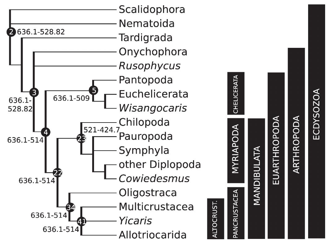 Altocrustacea Examples Oligostraca fossil calibrations for (a) nodes 35-36: