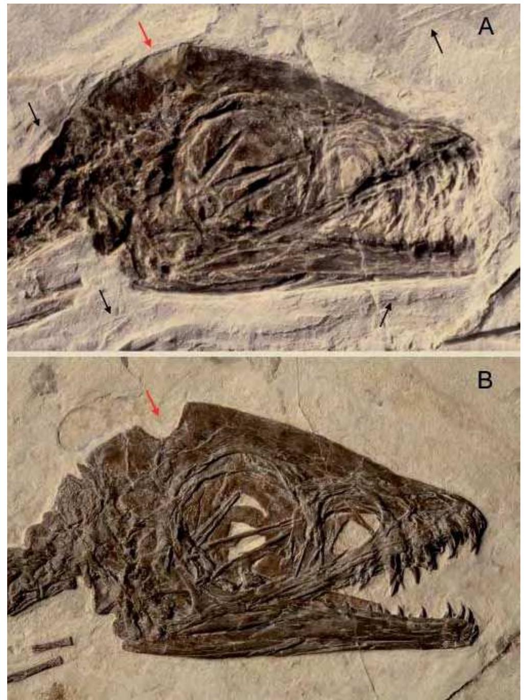 - the skull of scipionyx samniticus before (a) and after (b)