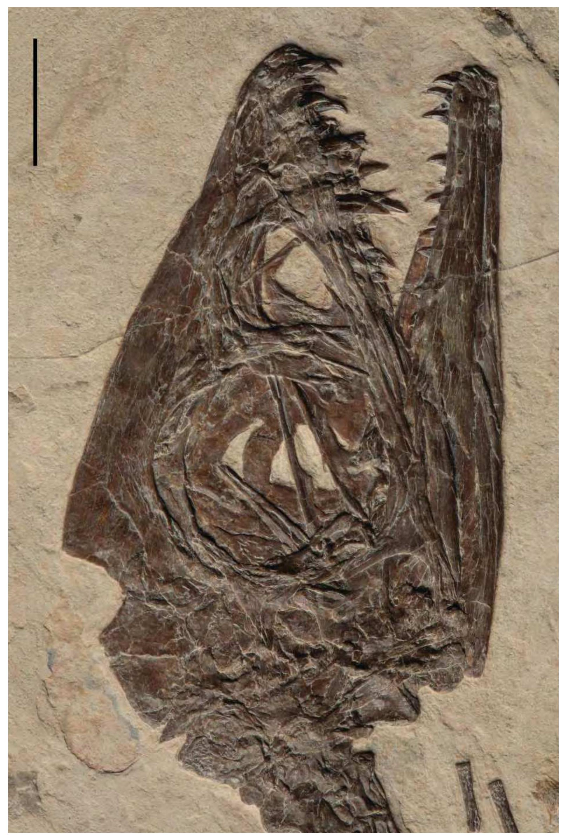 San Marco in Lamis – Travel guide at Wikivoyage, image size:1953x2865