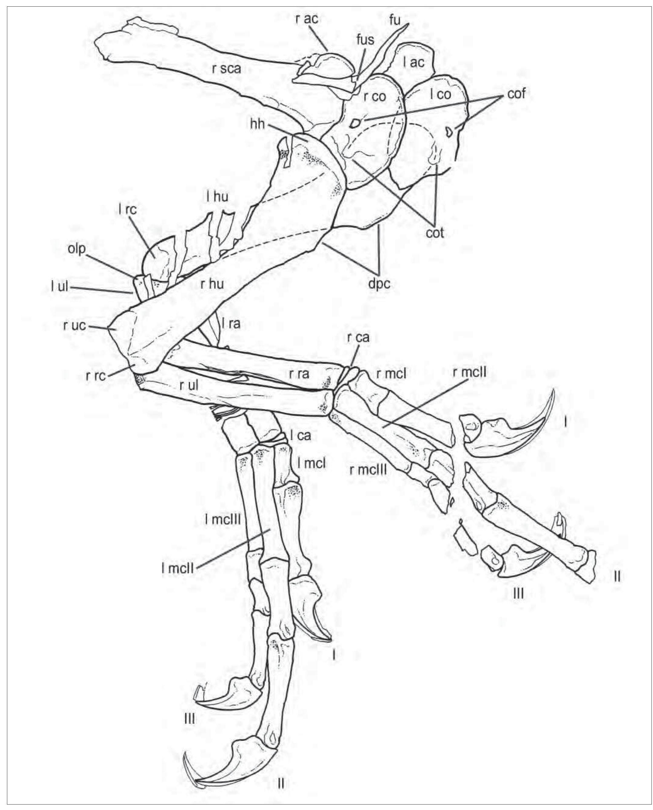 PDF) Scipionyx samniticus (Theropoda:Compsognathidae) from the Lower  Cretaceous of Italy. Osteology, ontogenetic assessment, phylogeny, soft  tissue anatomy, taphonomy and palaeobiology, image size:2154x2673