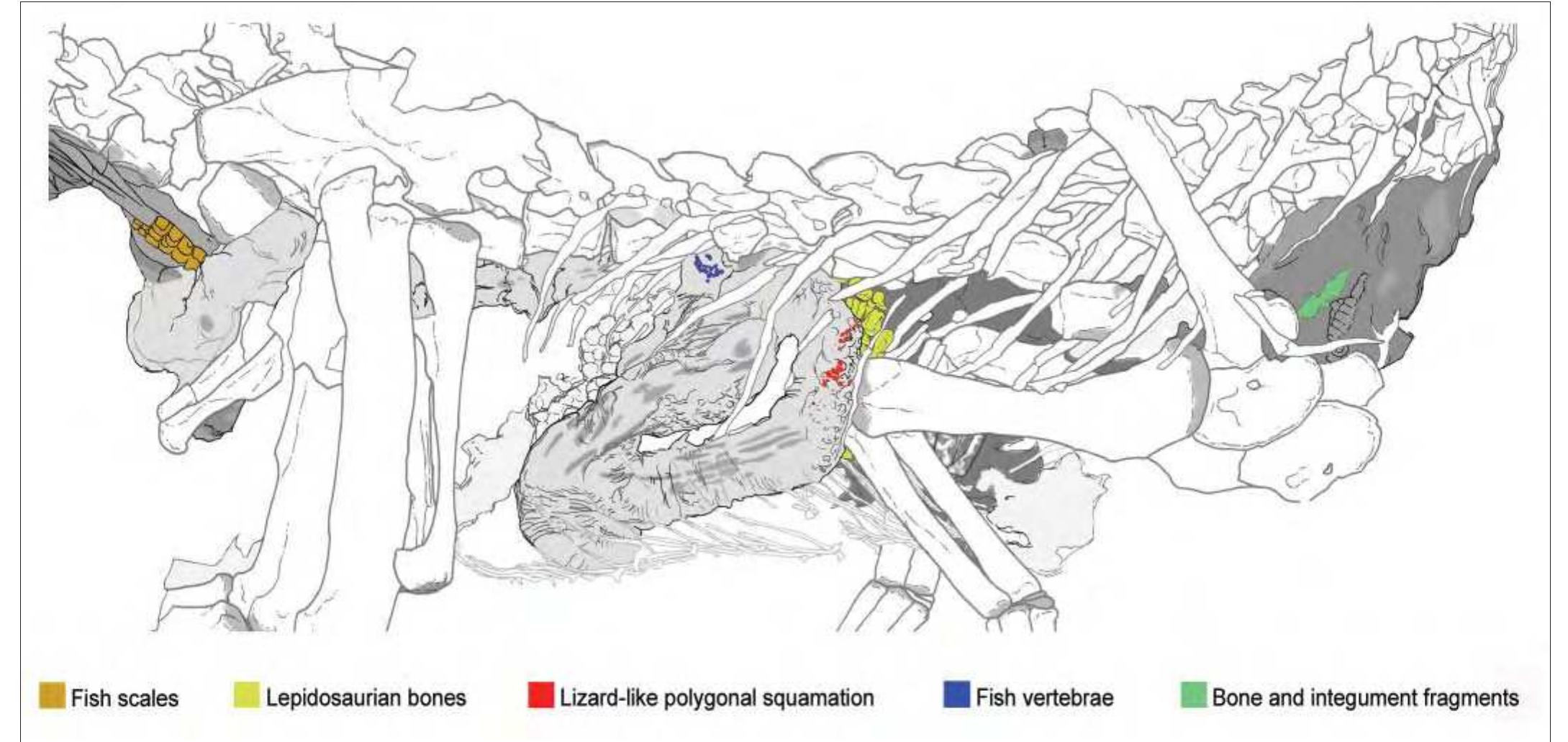PDF) Scipionyx samniticus (Theropoda:Compsognathidae) from the Lower  Cretaceous of Italy. Osteology, ontogenetic assessment, phylogeny, soft  tissue anatomy, taphonomy and palaeobiology, image size:2179x1031