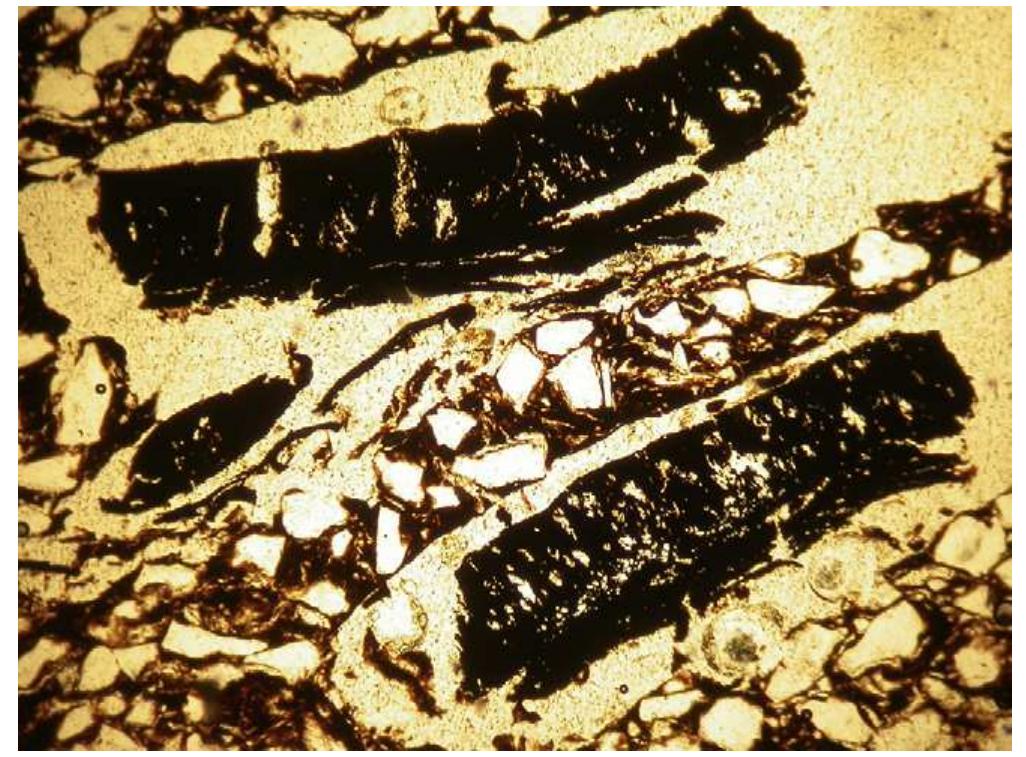 Ch2005-3 (40x), longitudinal section, secondary phloem