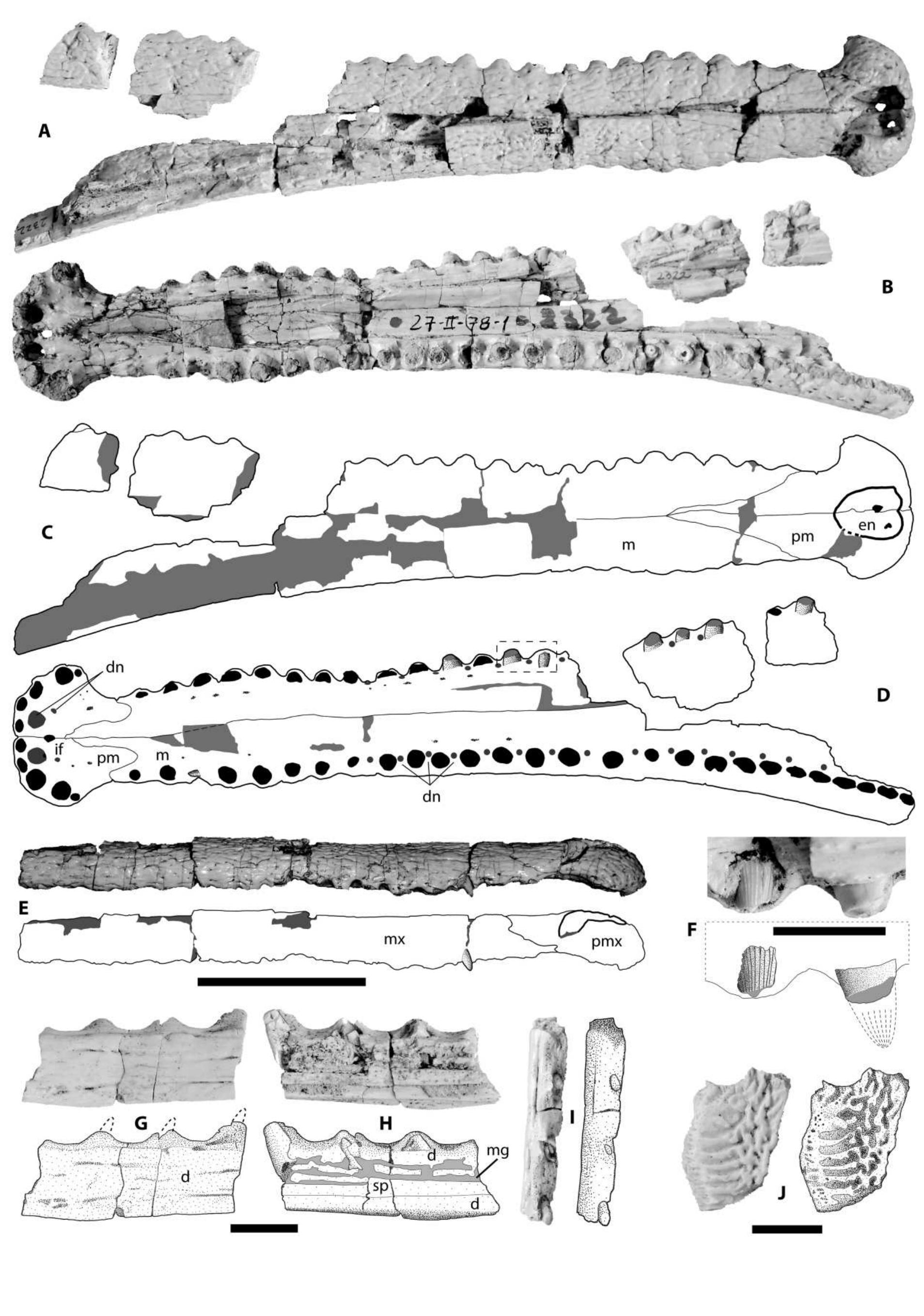 Paleogeographic map of the late jurassic (modified from