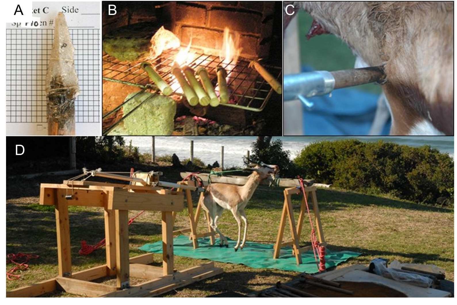 Fig 3. Spear armature setup. A) Quartzite point hafted to wooden dowel. B) Points drying near heat source.
C) Point lodged in carcass after being fired. D) Calibrated crossbow setup.
