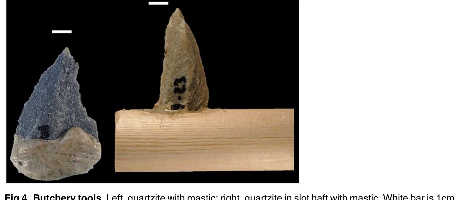 Fig 4. Butchery tools. Left, quartzite with mastic; right, quartzite in slot haft with mastic. White bar is 1cm.
doi:10.1371/iournal.none.0164088.q004
 Fig 4. Butchery tools. Left, quartzite with mastic; right, quartzite in slot haft with mastic. White bar is 1¢m
