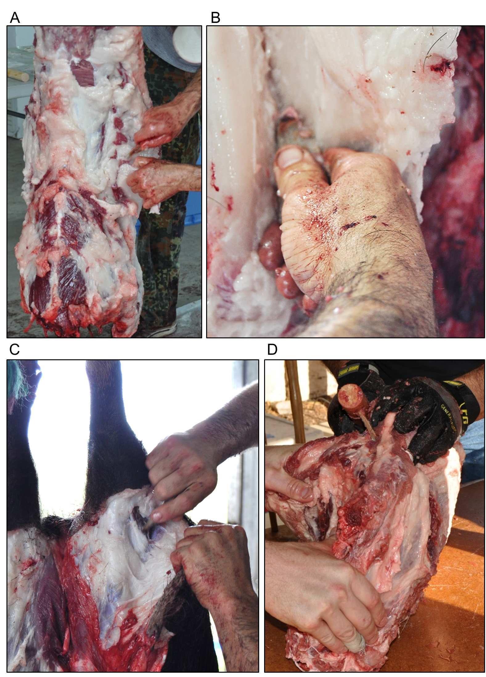 “ig 5. Butchery experiment completed with quartzite points. A-B) Handheld tools during field dressing
>) Handheld tool during initial skinning. D) Hafted tool during defleshing.
