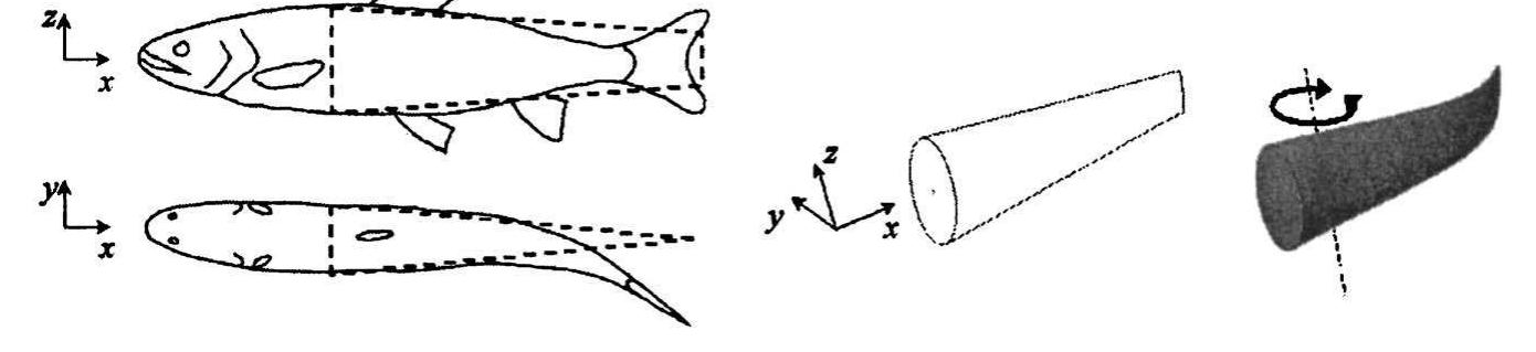 Top and side views of a fish with a flexible beam model