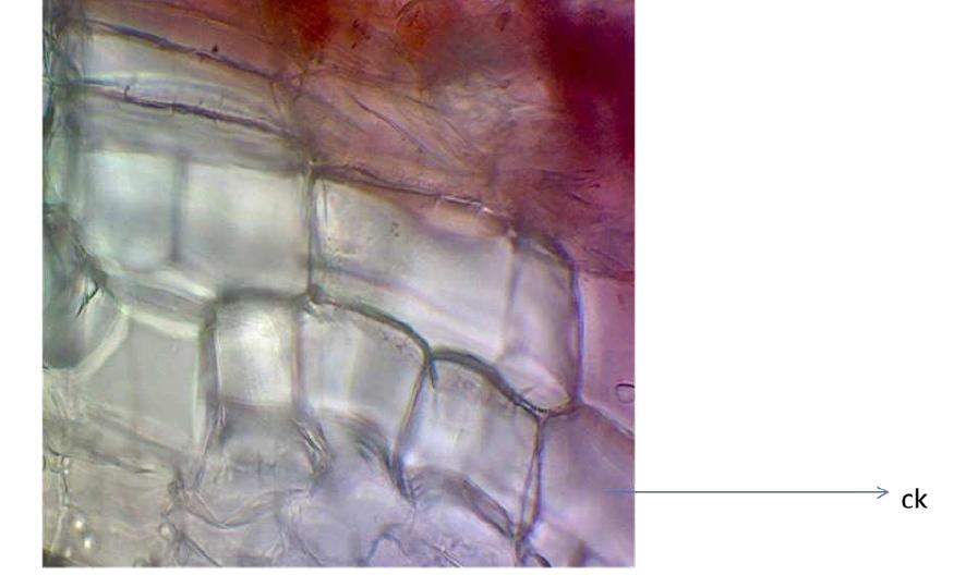 Figure 9 - from Calotropis paper.pdf