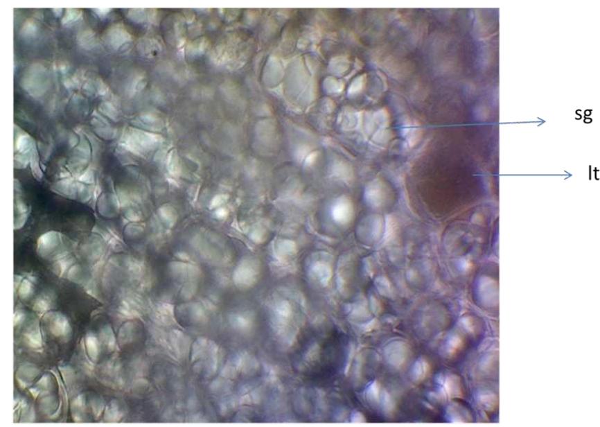 (PDF) Calotropis paper.pdf