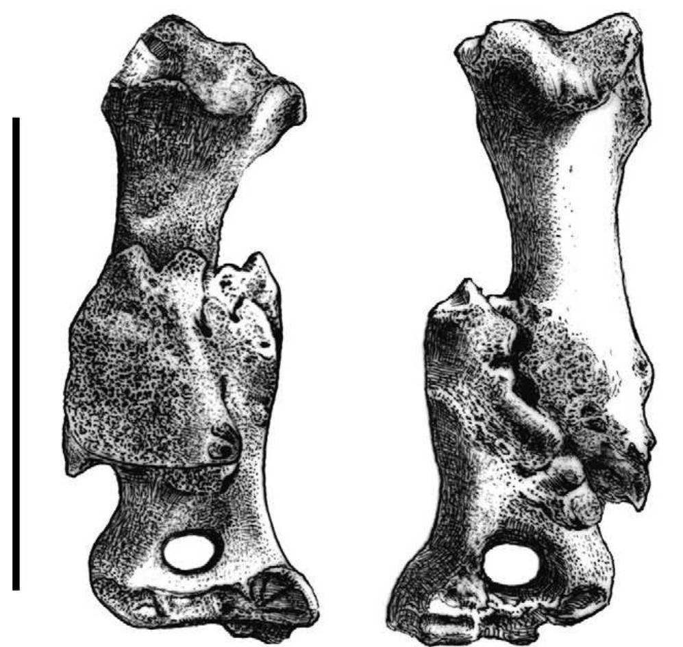 Paleopathology Examples Figure 5 - from Taphonomy and palaeopathology in